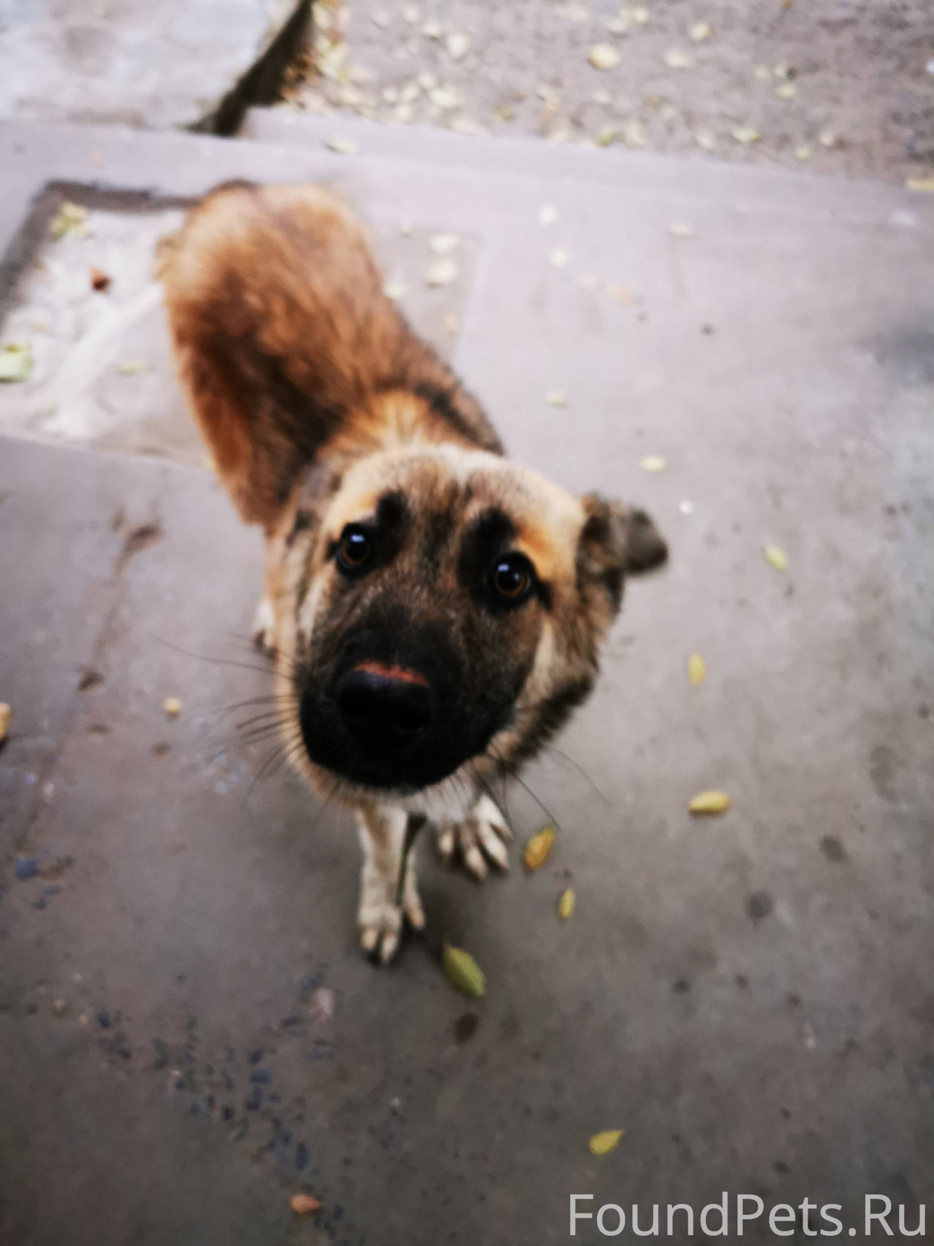 Бегает щенок-подросток Красноа...