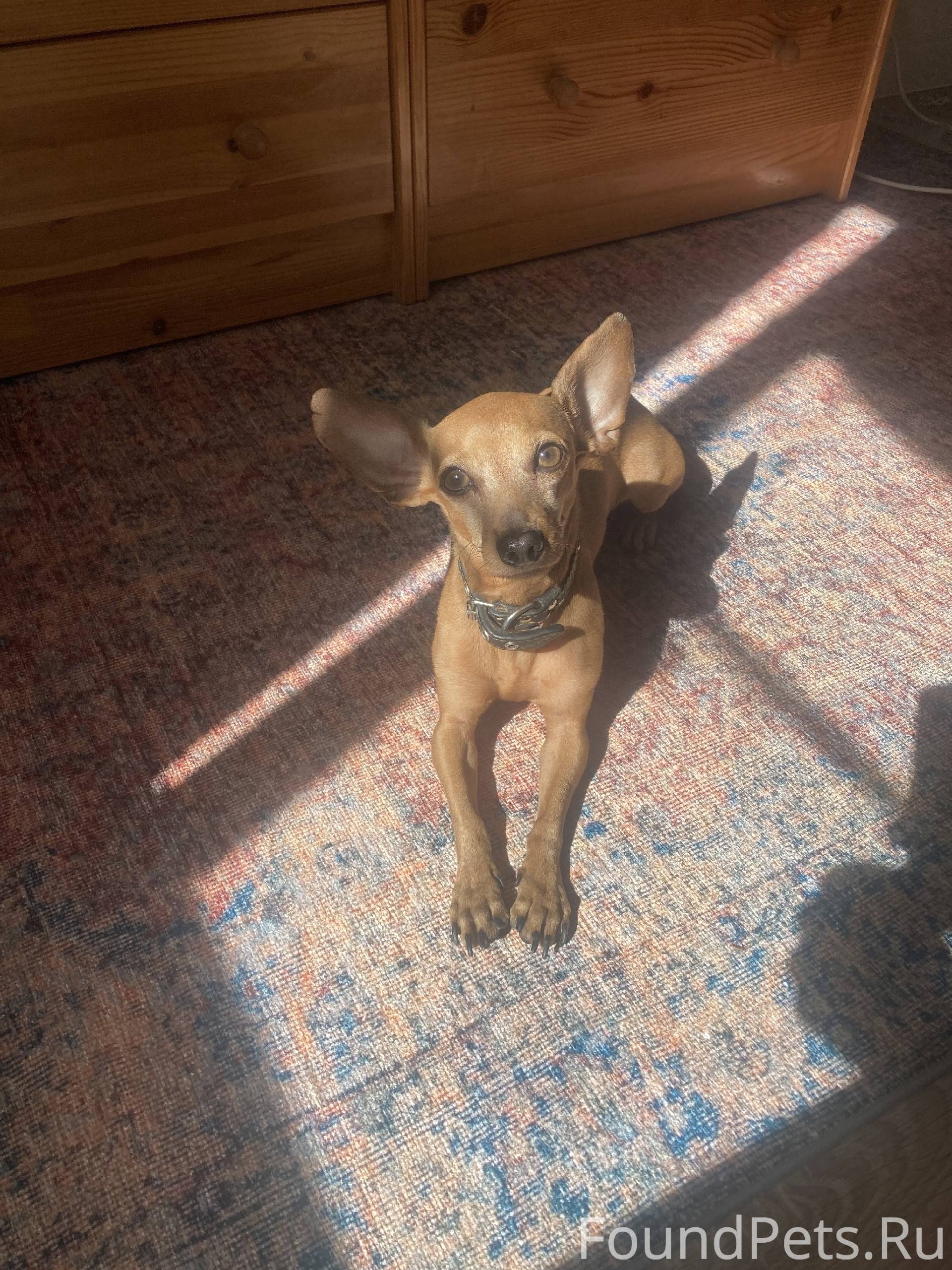 Пропала собака, мальчик. Арбек...