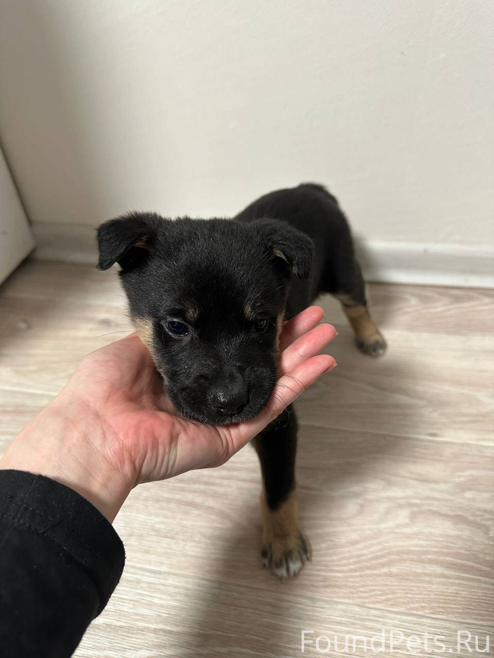 Малыш Маффин🧁ищет дом ☀️Возрас...