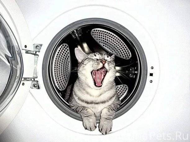 🐈 Вчера в моей жизни случилось...