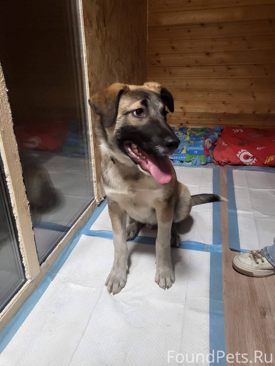 МО Видное Был найден щенок воз...