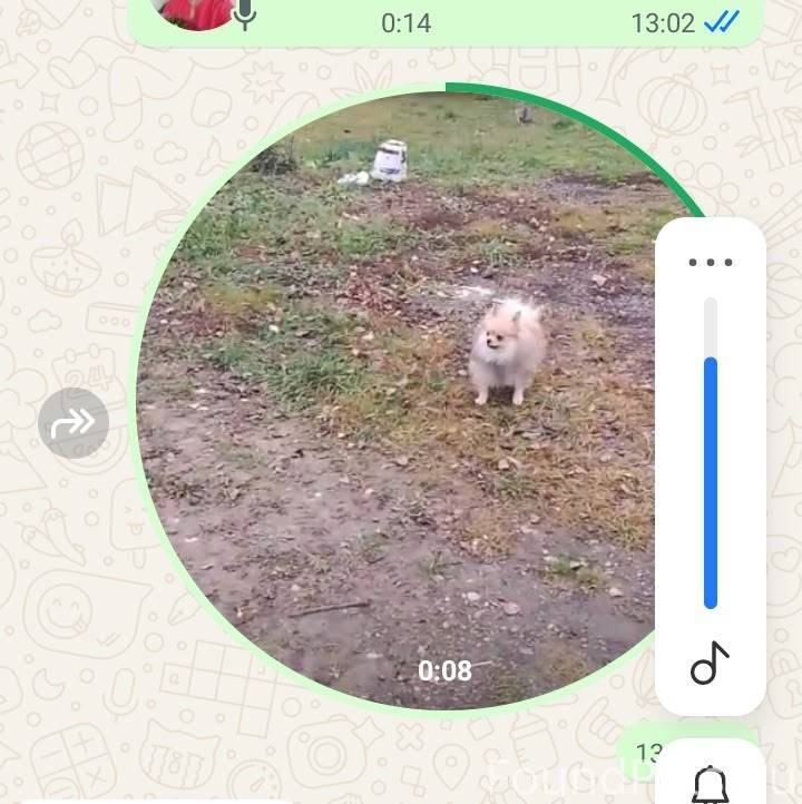 Пропала собака у соседки два ч...