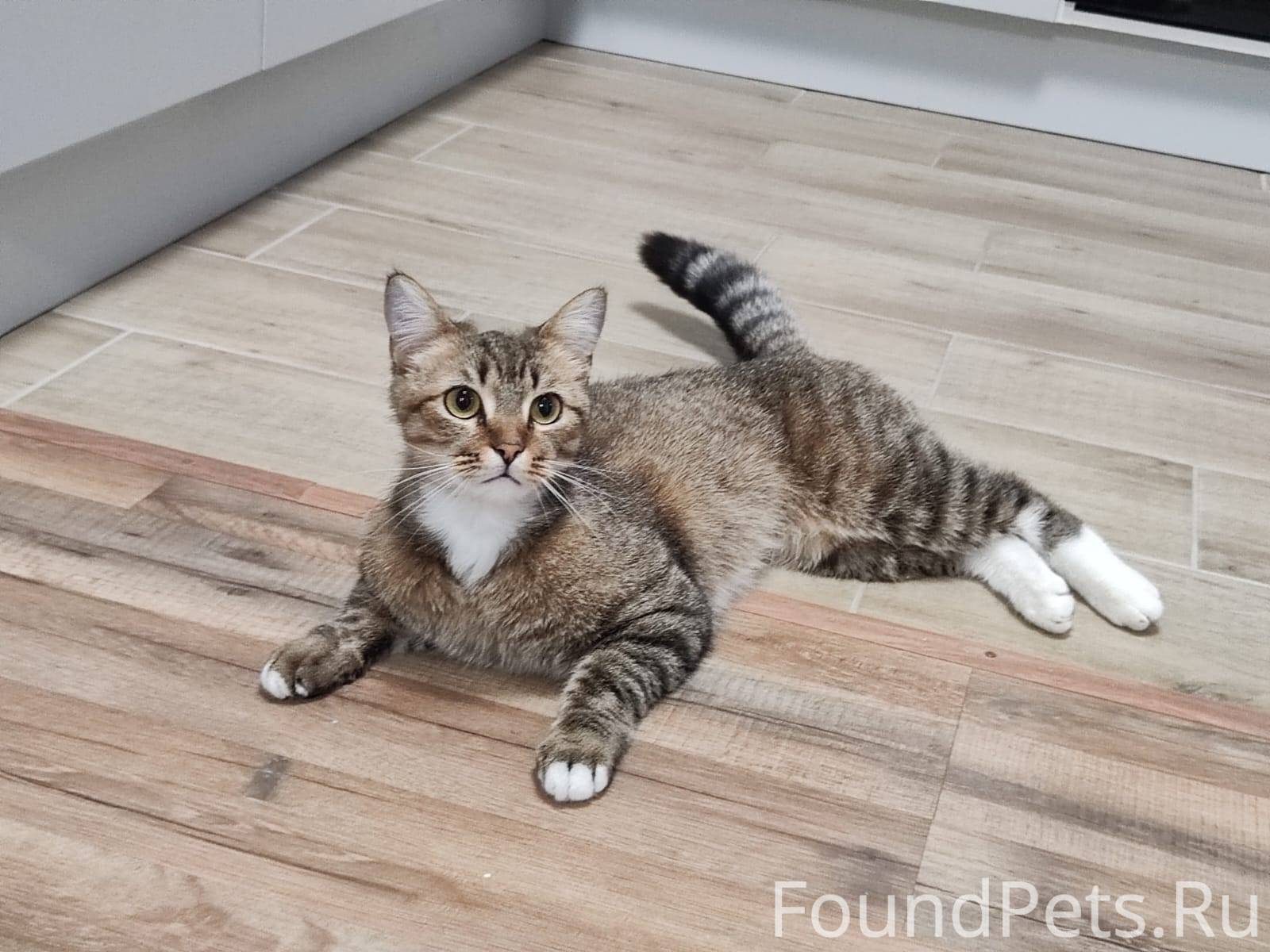 #Калуга ‼️Найдена кошка‼️ Коше...