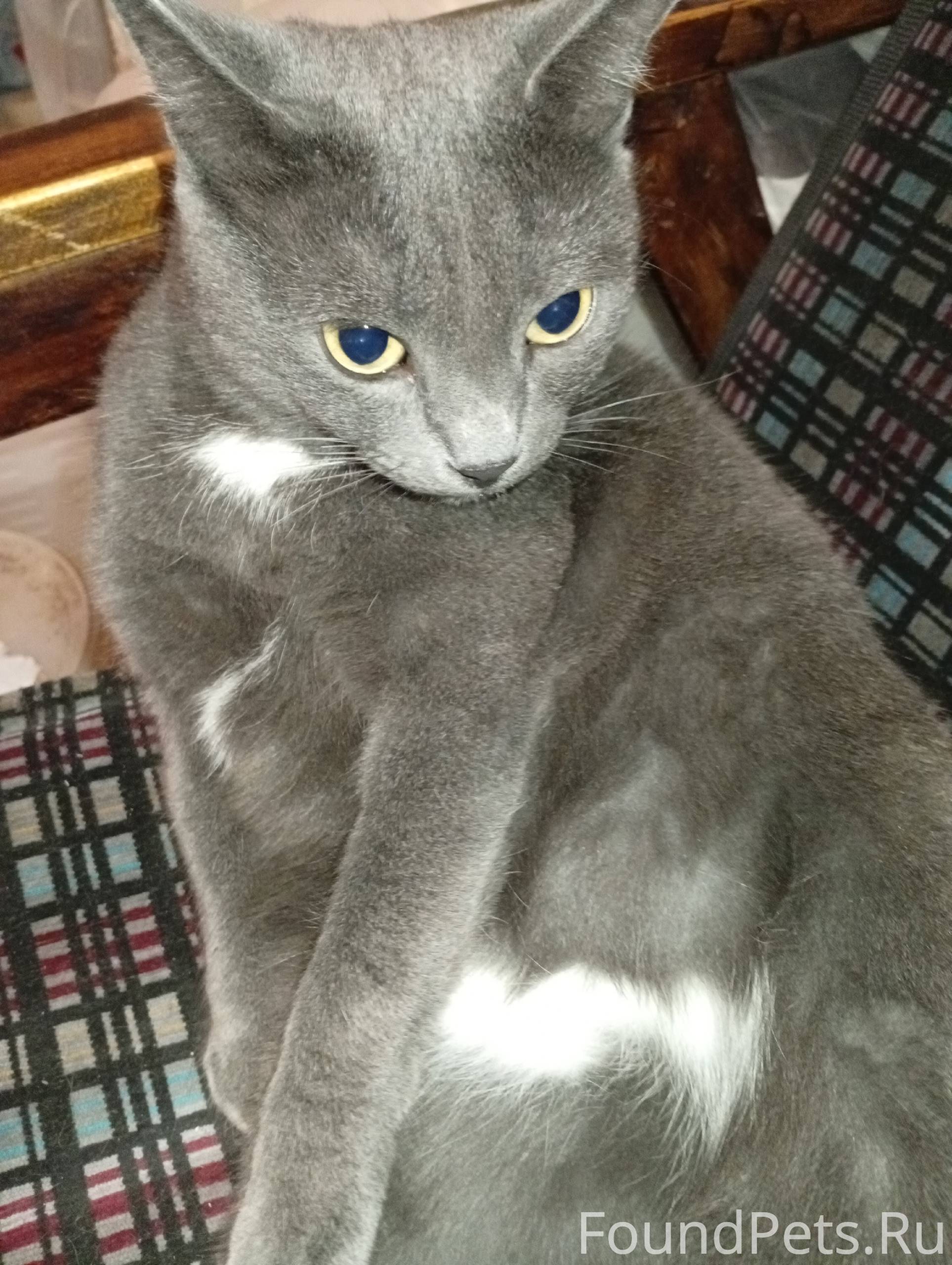 Найдена кошка в районе вагонки...