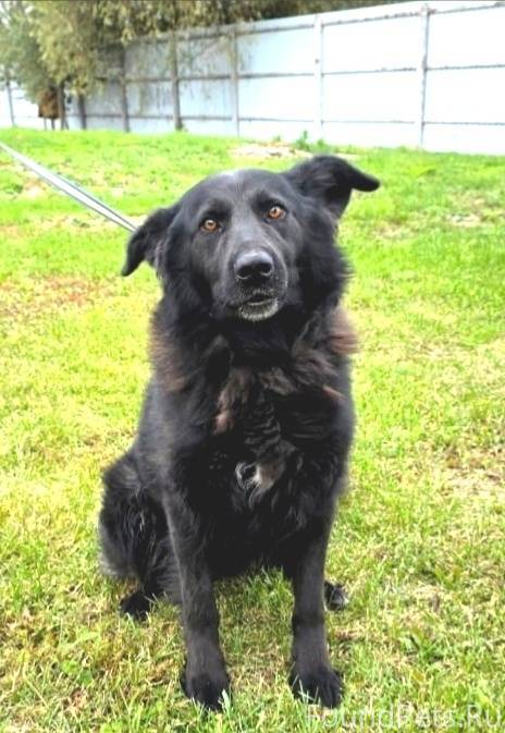 Истра, МО Он появился в Малой....