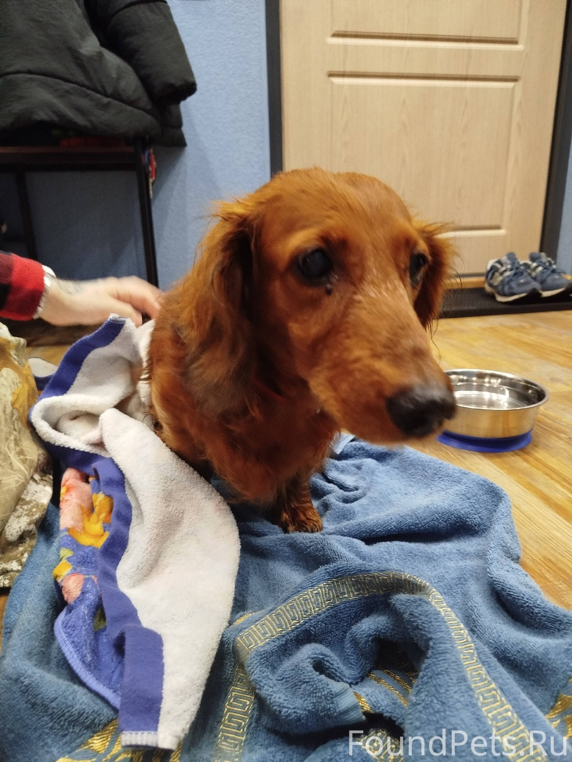 Аэродром. Найдена собака, такс...