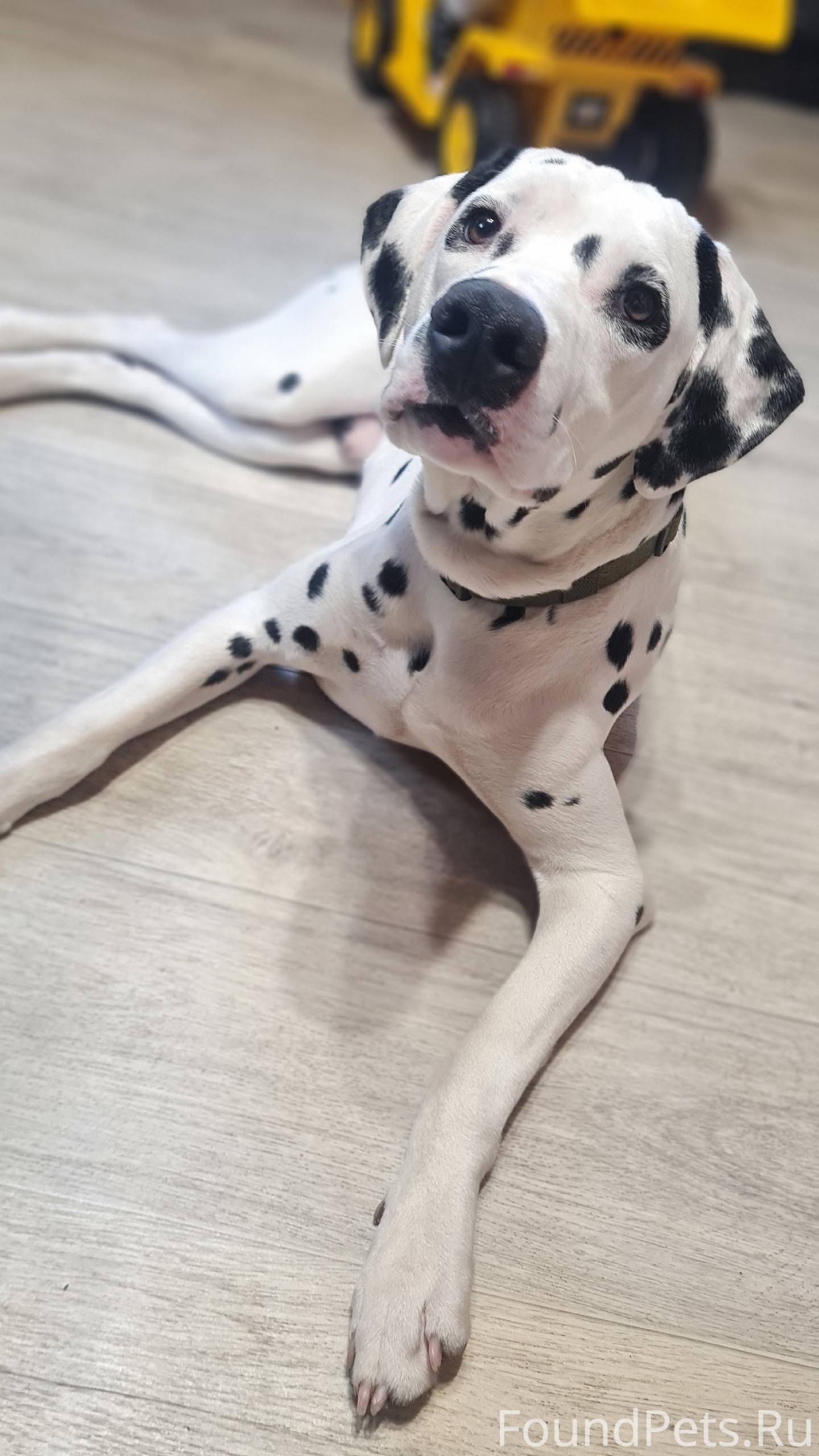 Внимание!!! Пропала собака пор...