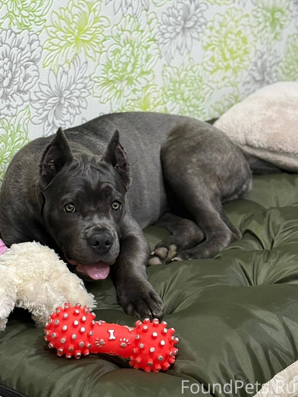 Пропала сабака породы кане-кор...