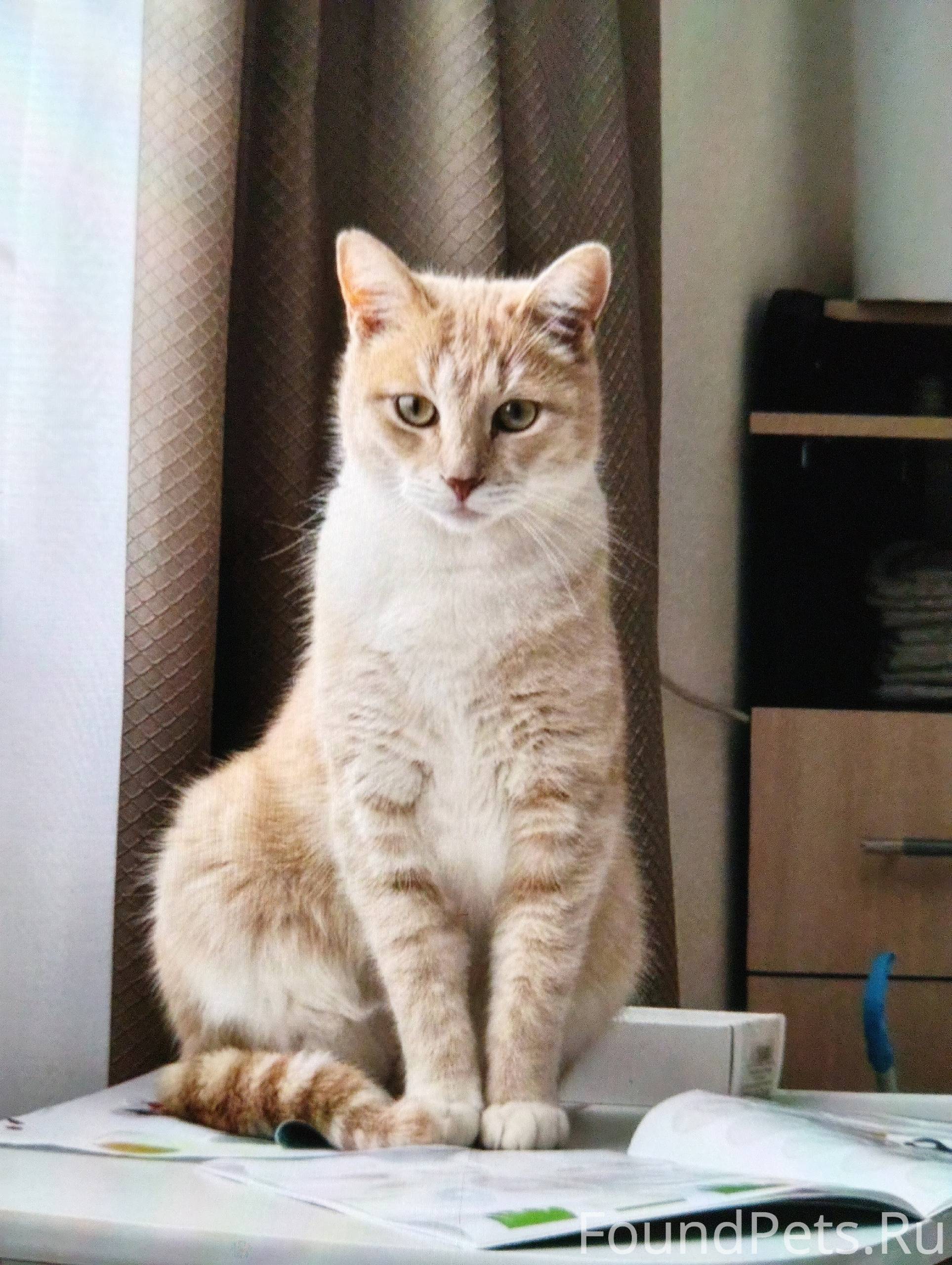 Помогите найти!! Пропал кот (з...