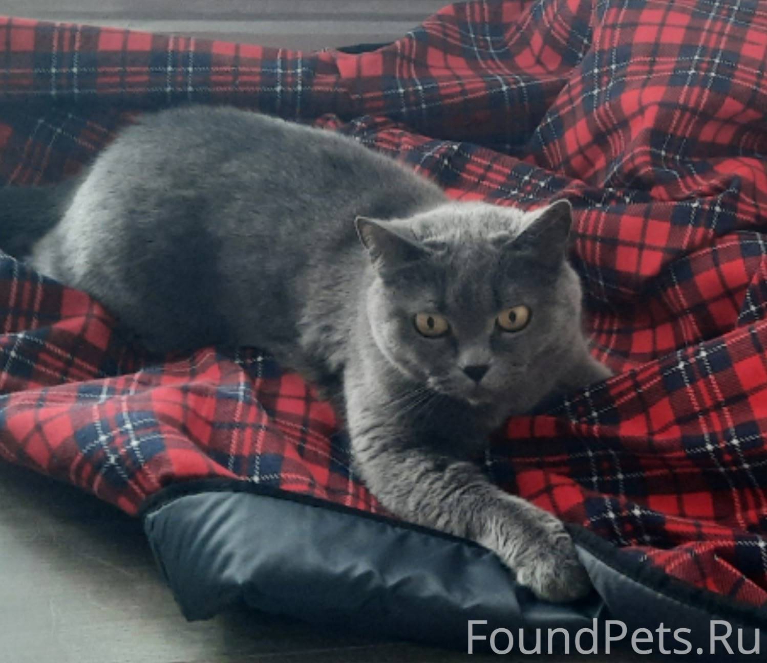 Пропала кошка в районе дома Пу...