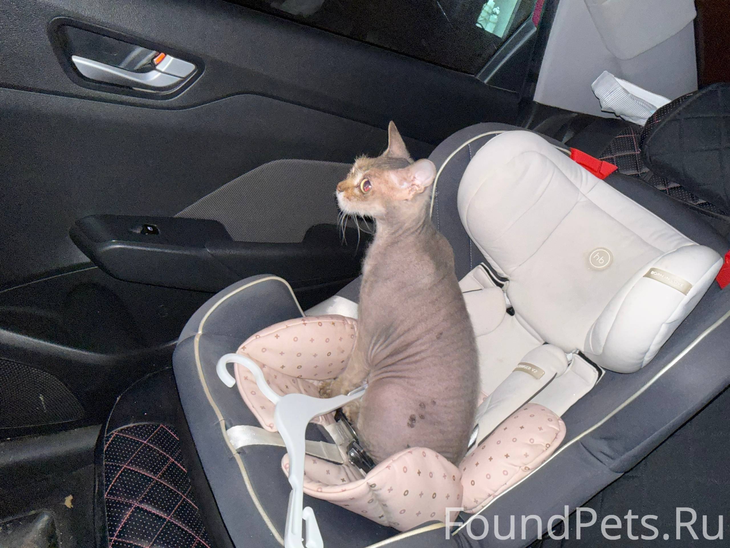 Найдена кошка, девон-рекс, окр...