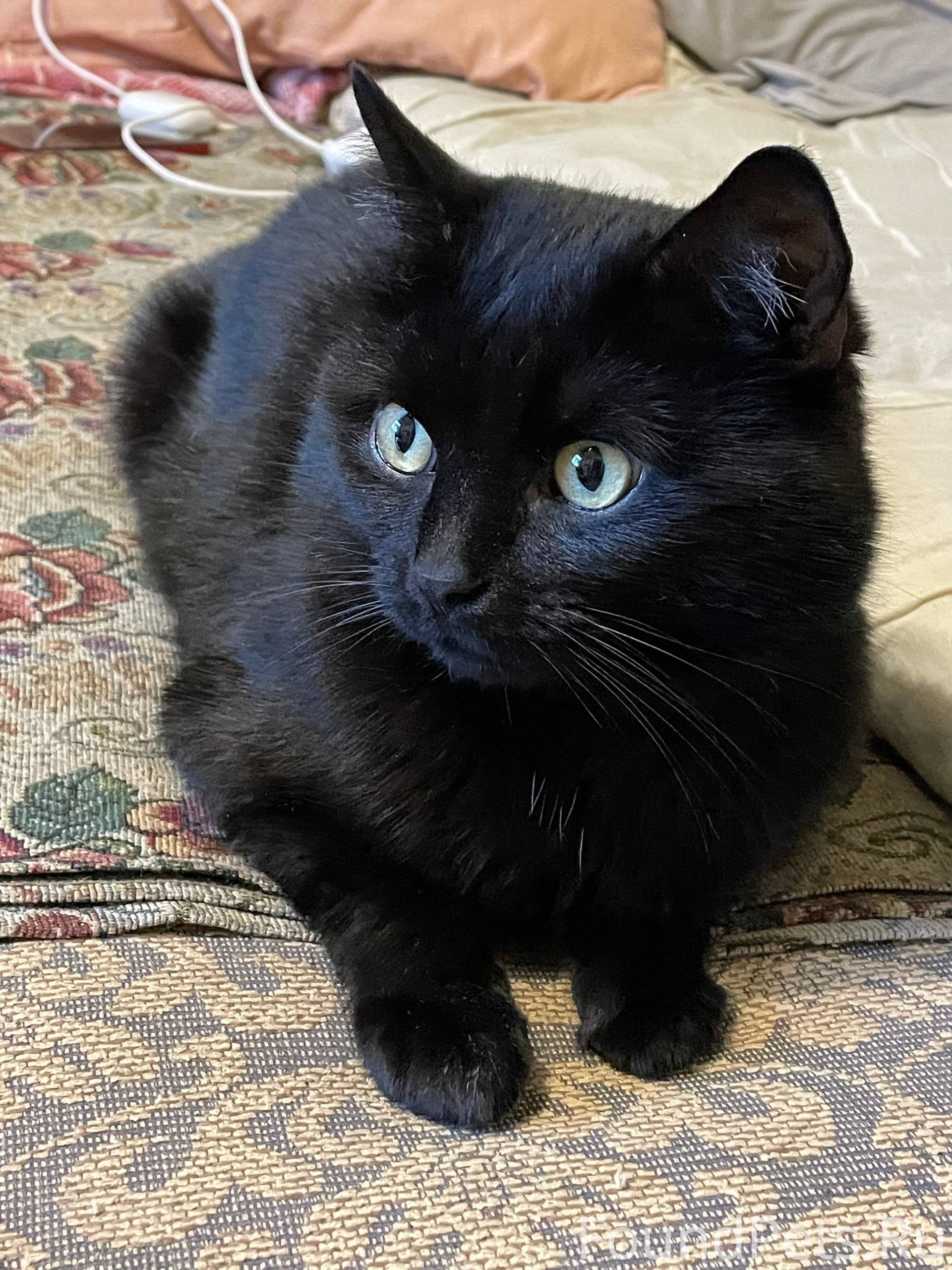 Пропал кот 1 день назад по...