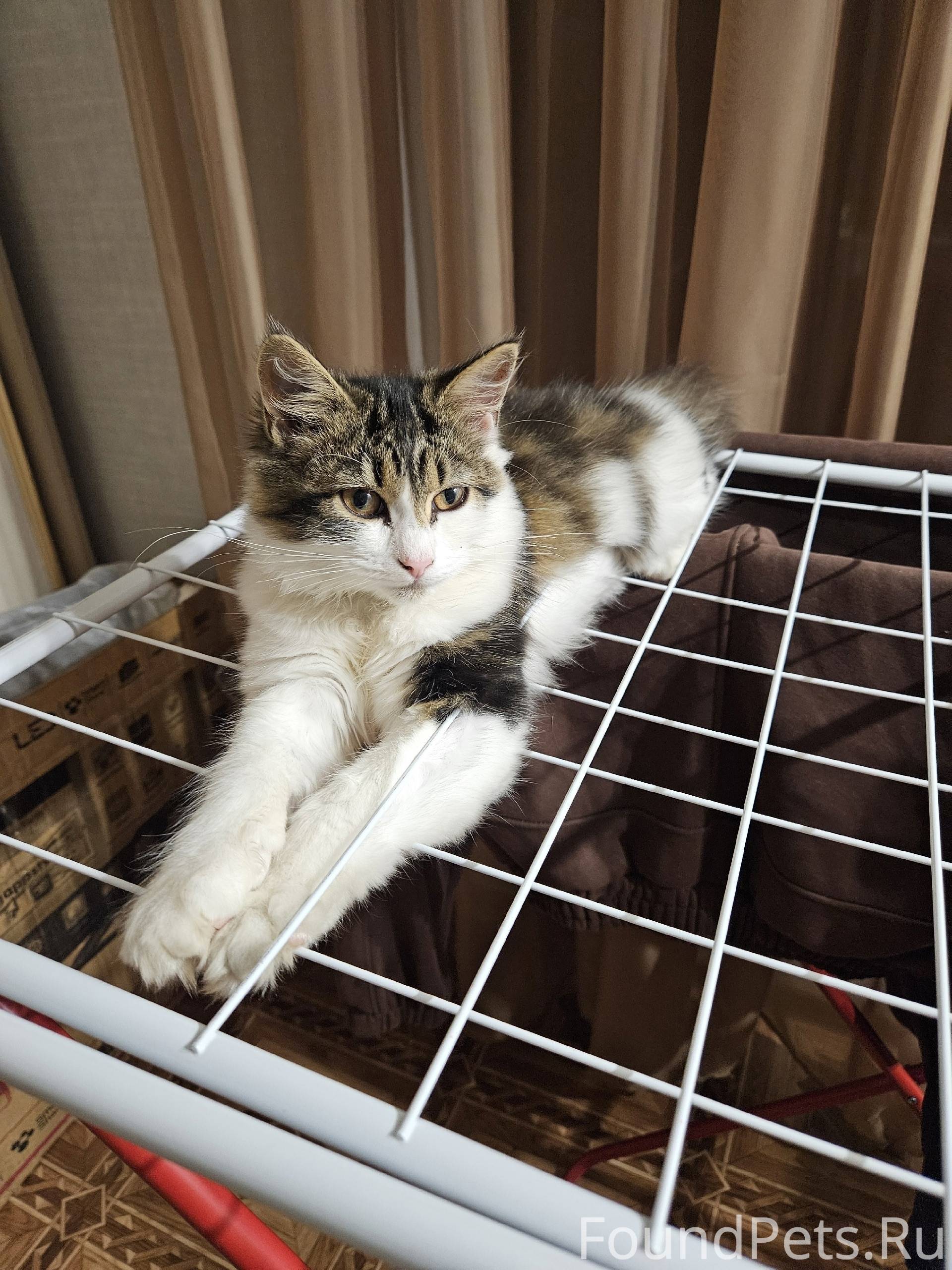 Пропала кошка-подросток (6 мес...