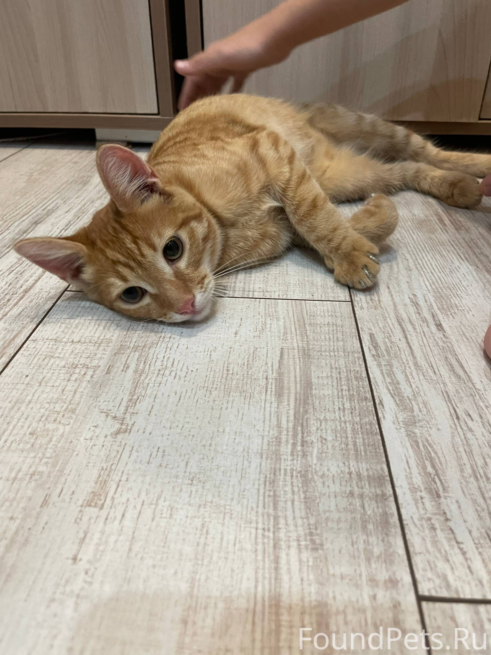 Найден кот на Интернационально...