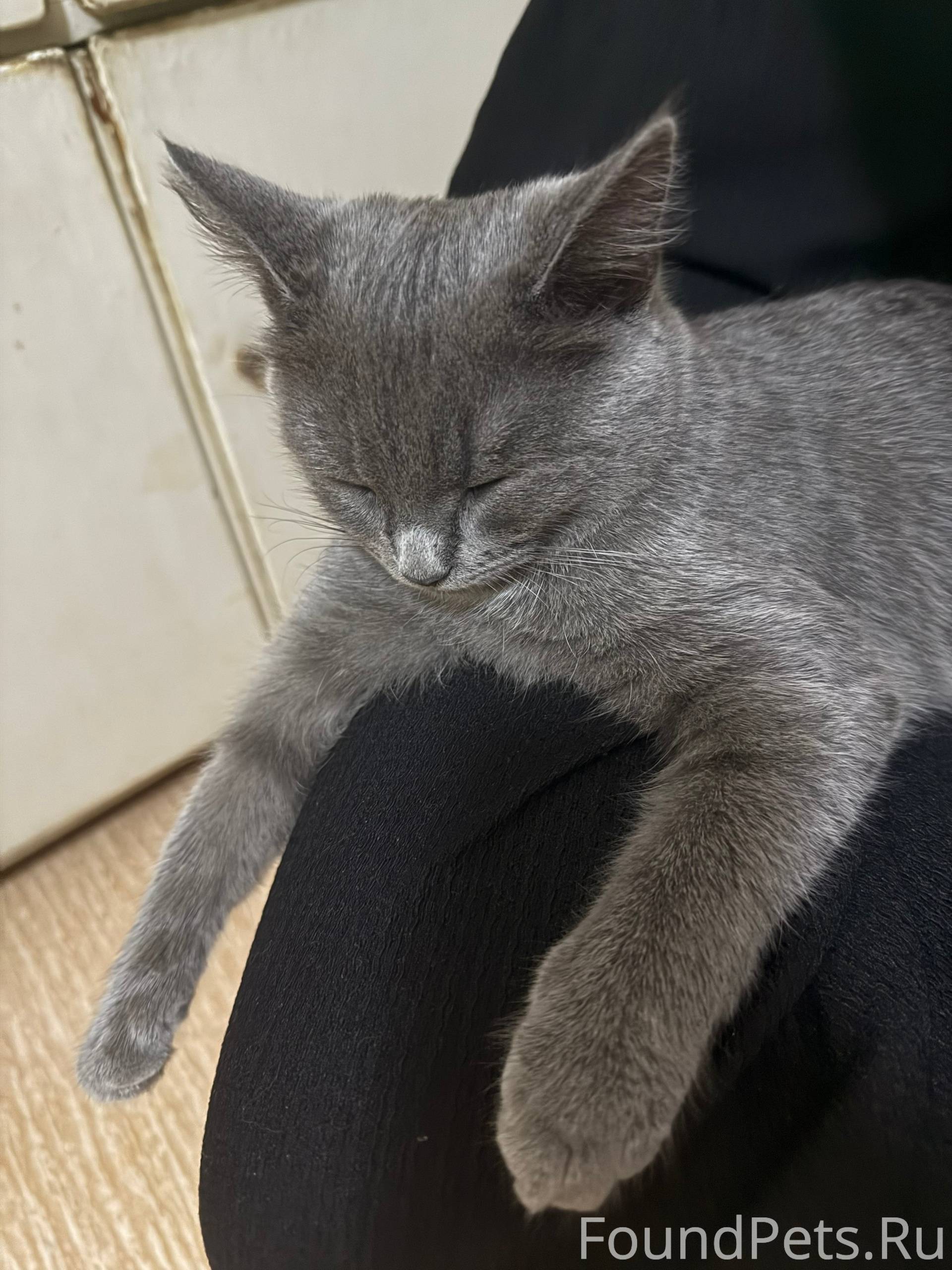 Пропала кошка , около 6 месяце...