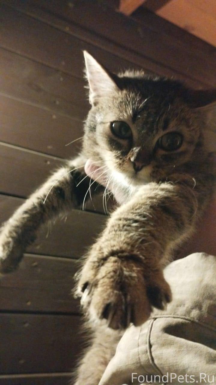 Вчера на даче приблудился тако...