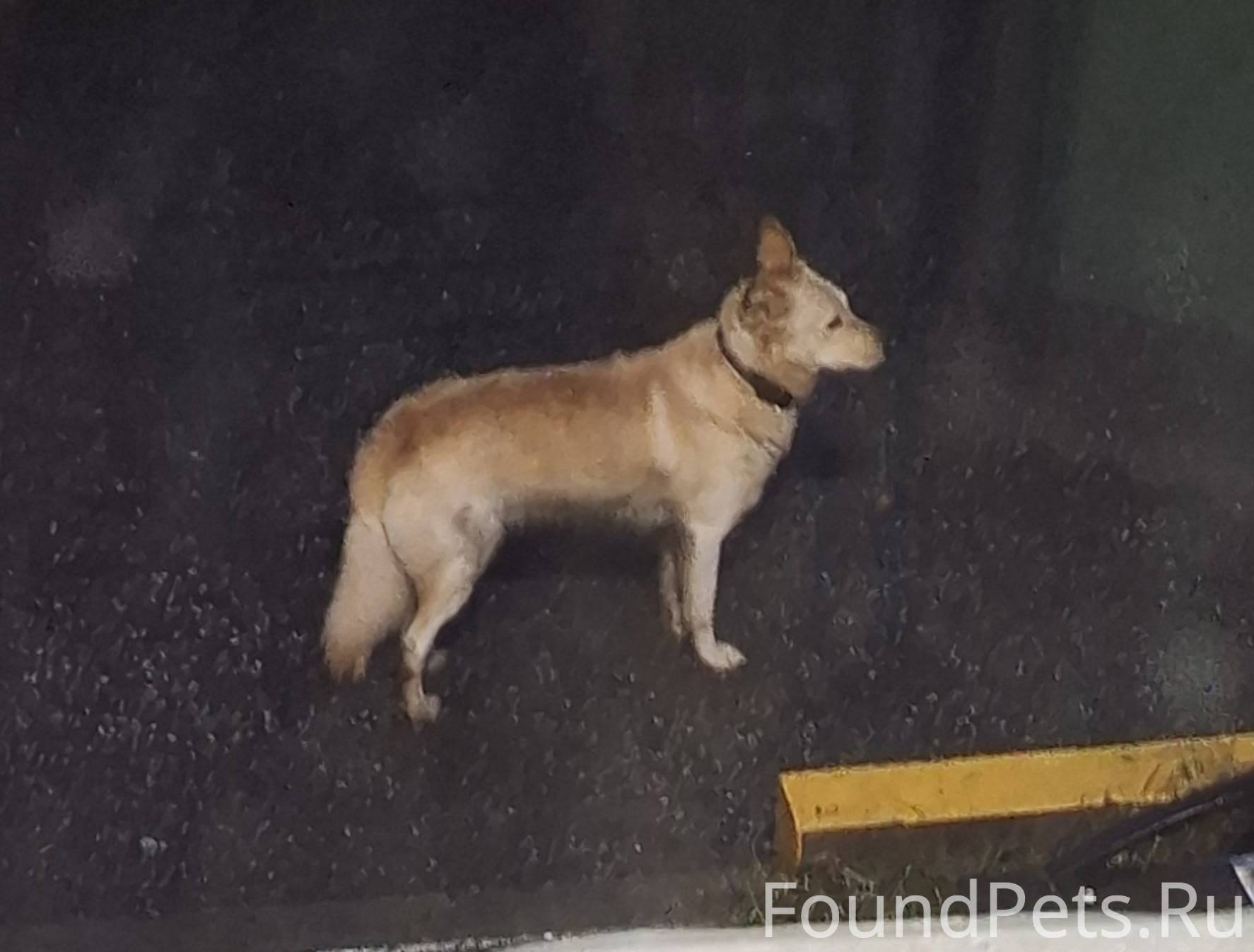 Потерялась собака четвертый де...