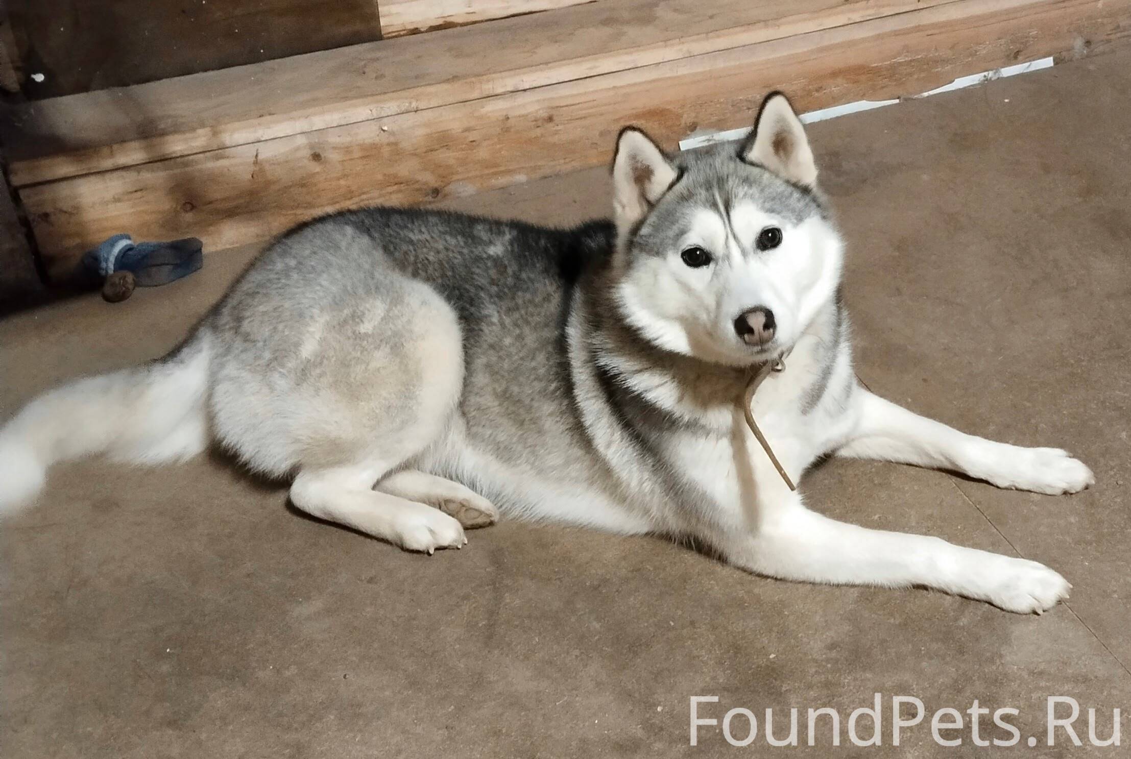 Потерялась собака. Если кто ув...