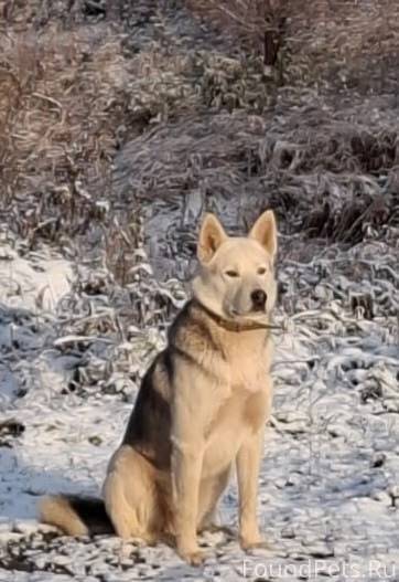 25 октября в п. Орловка пропал...