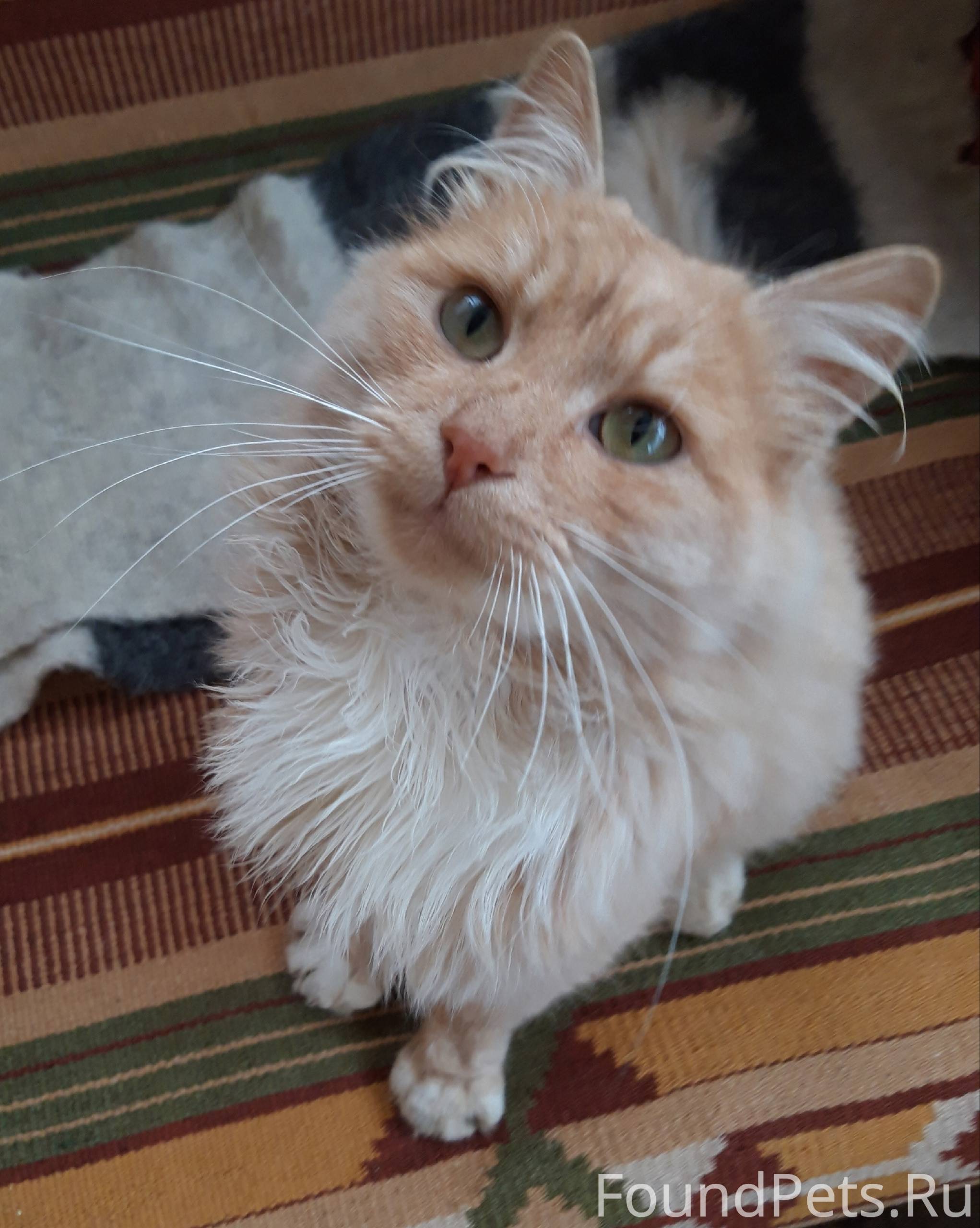 🆘️ ПЕРСИК В БЕДЕ, ИЩЕМ ДОМ...