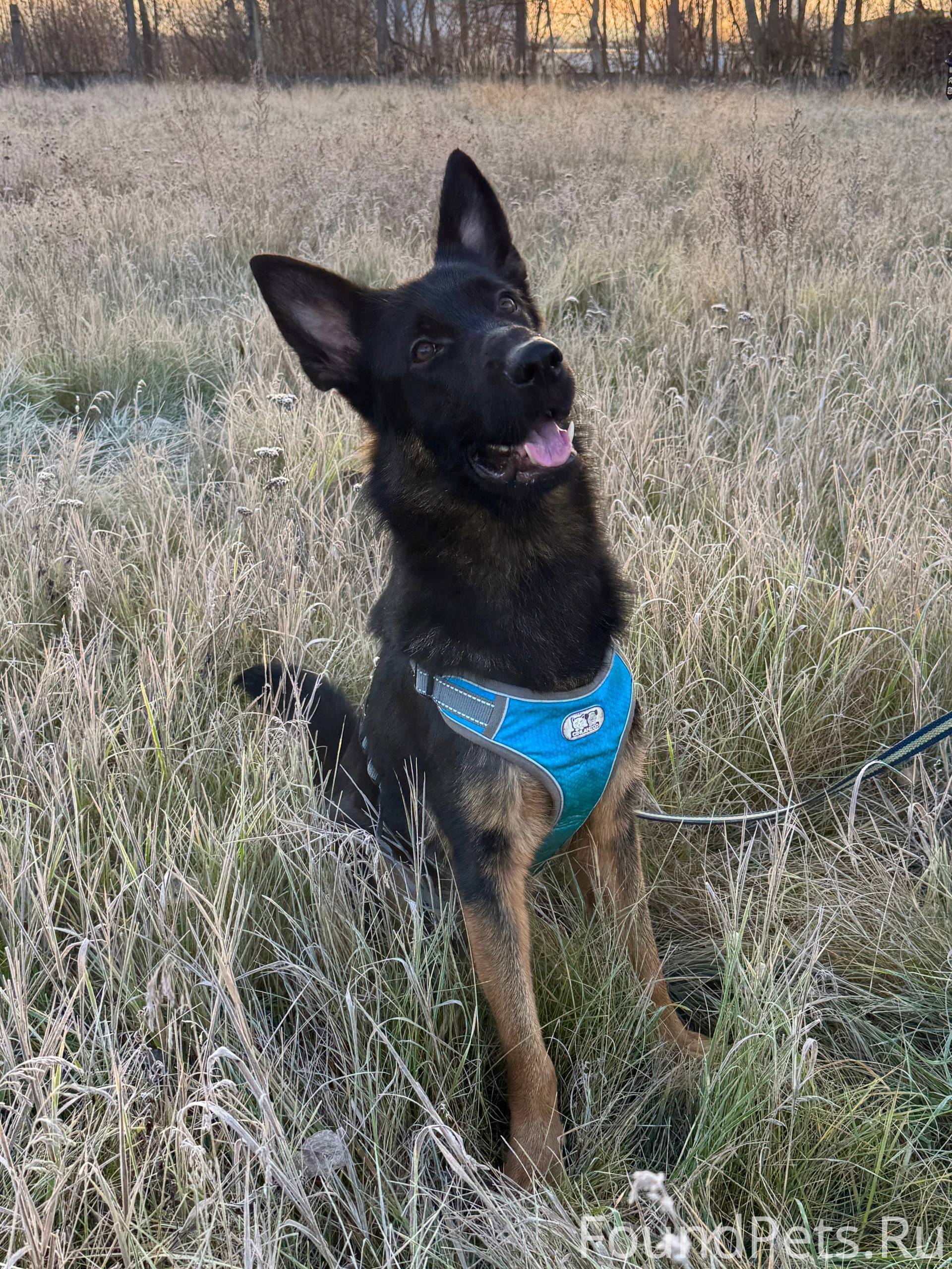 Найдена собака в Дзержинске,в ...