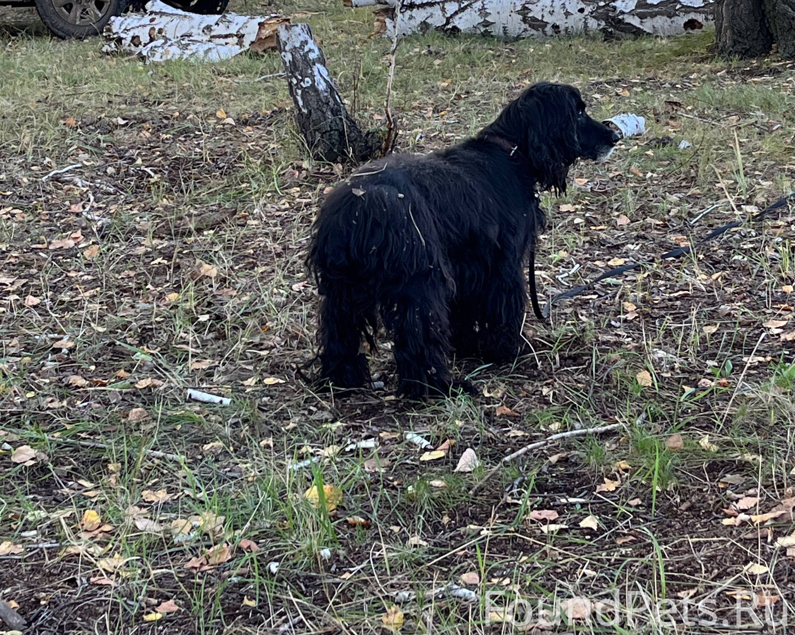 Добрый день, 🆘 убежал сегодня ...