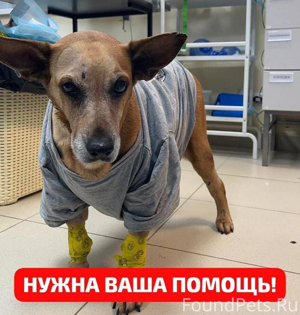 Найдена травмированная собачка...