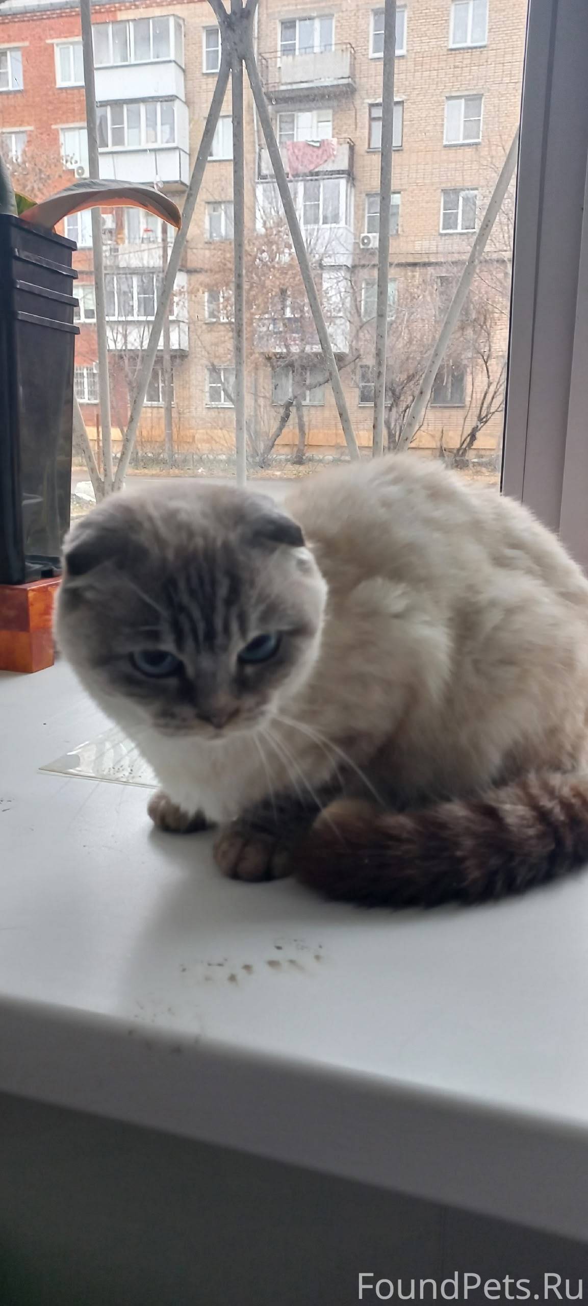 Пришла кошка. Контактная, худа...