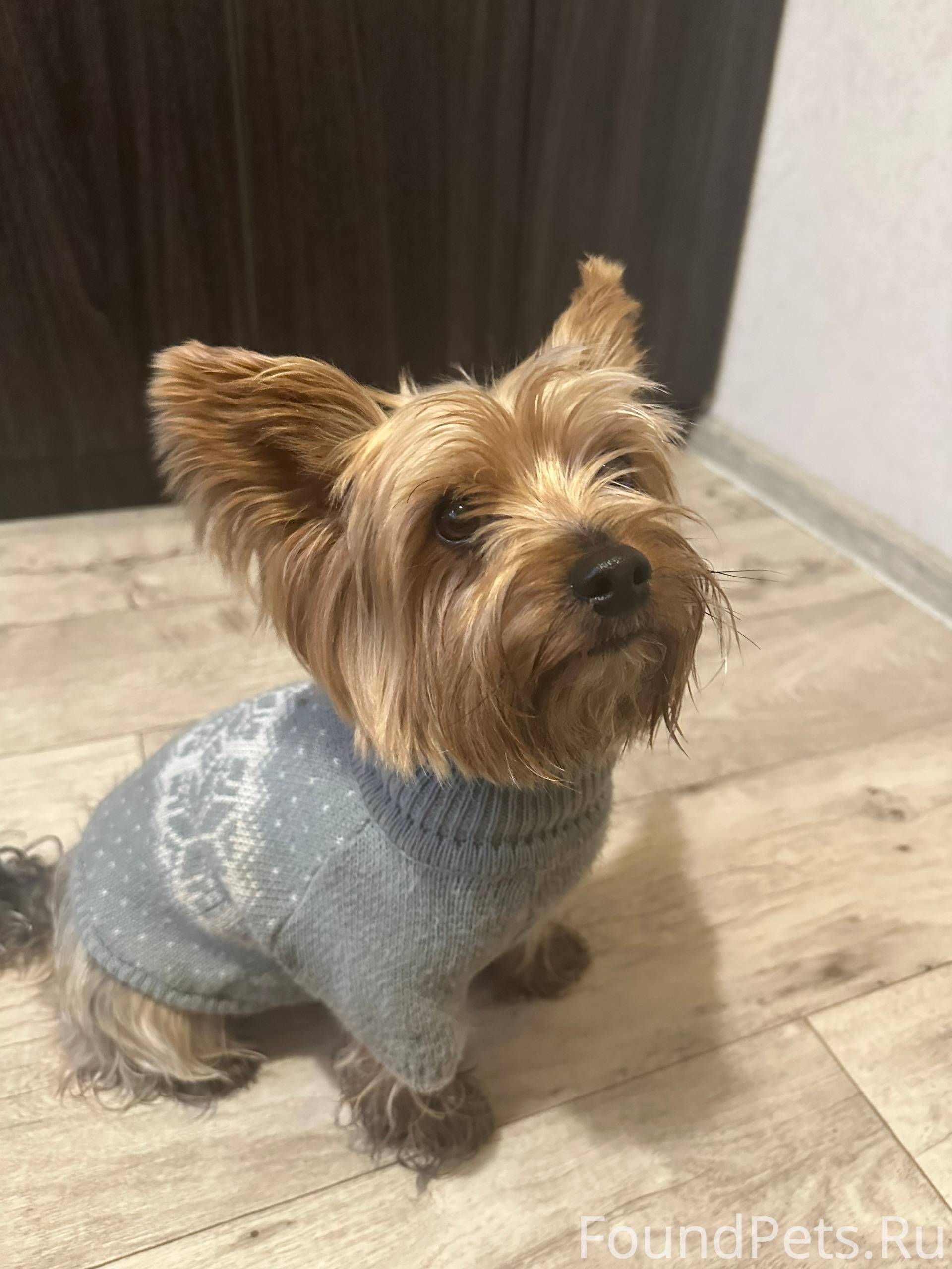 Найдена собака❗️❗️❗️ Мальчик, ...