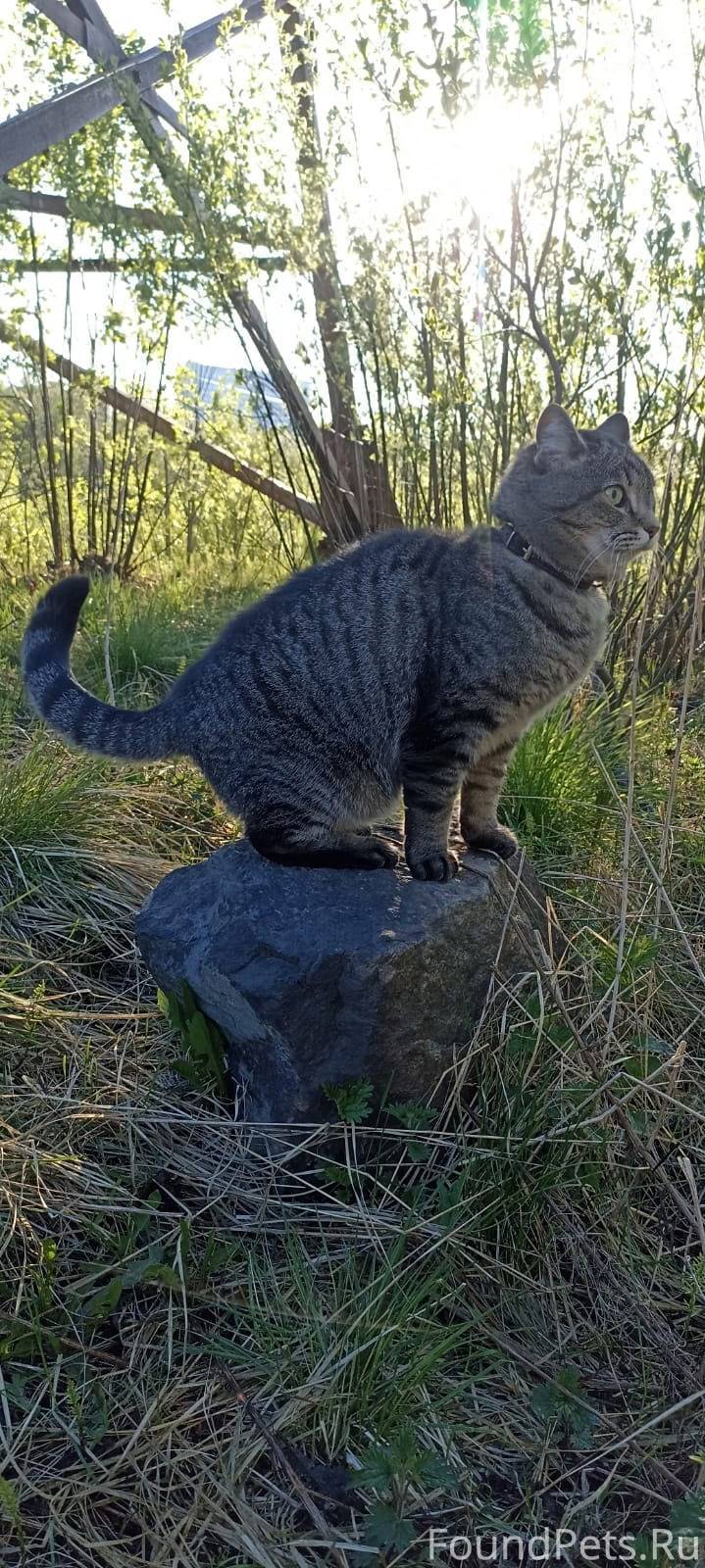 Мурманск. Пропал кот [id340858...