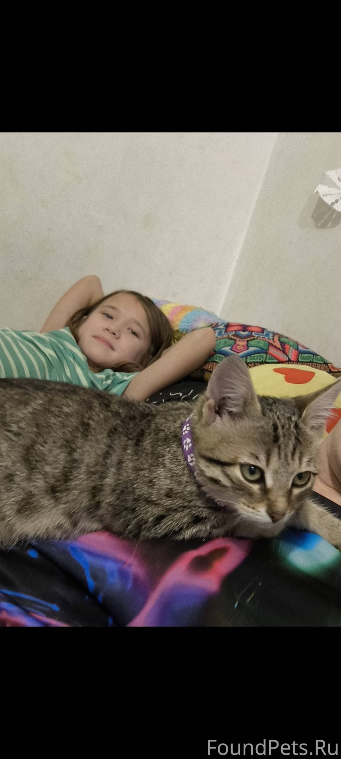 Пропал котенок тигрового цвета...