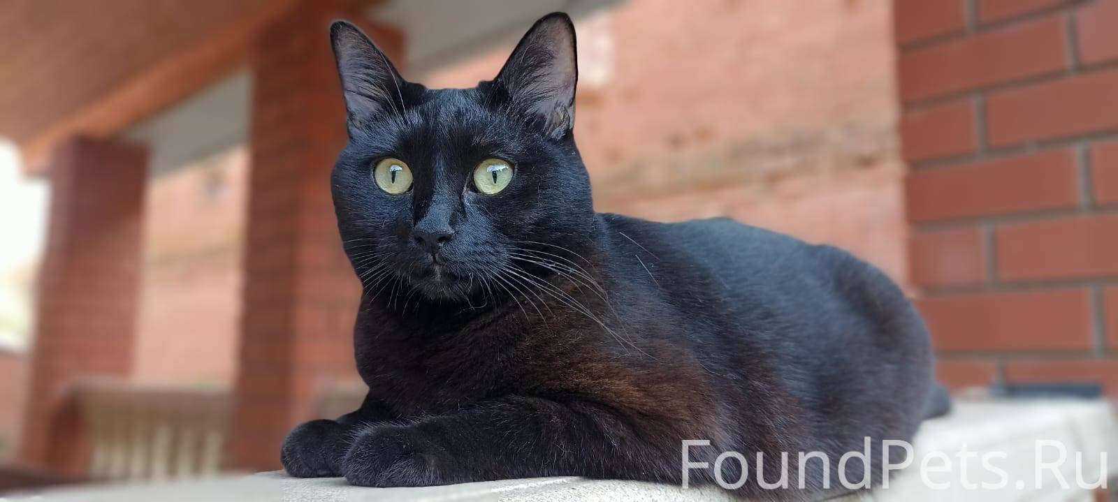 Потерялась кошка, домашняя, пу...