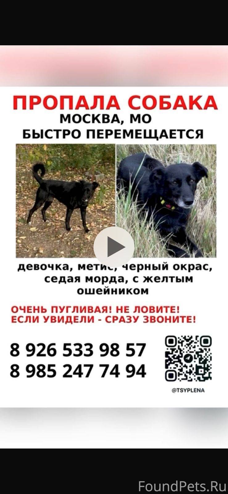 Поиск продолжается Убежала с п...