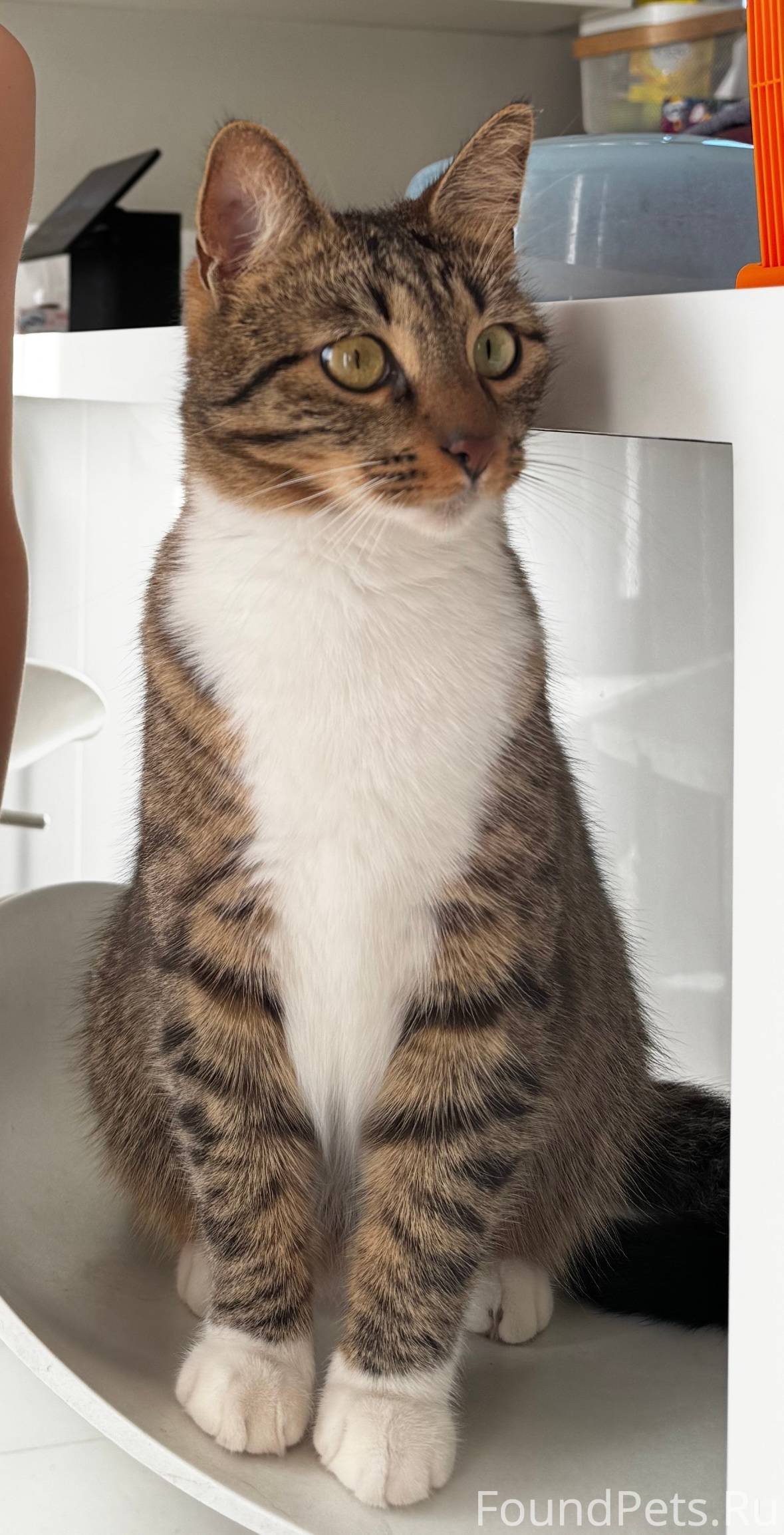 Пропала кошечка, продолжаем по...