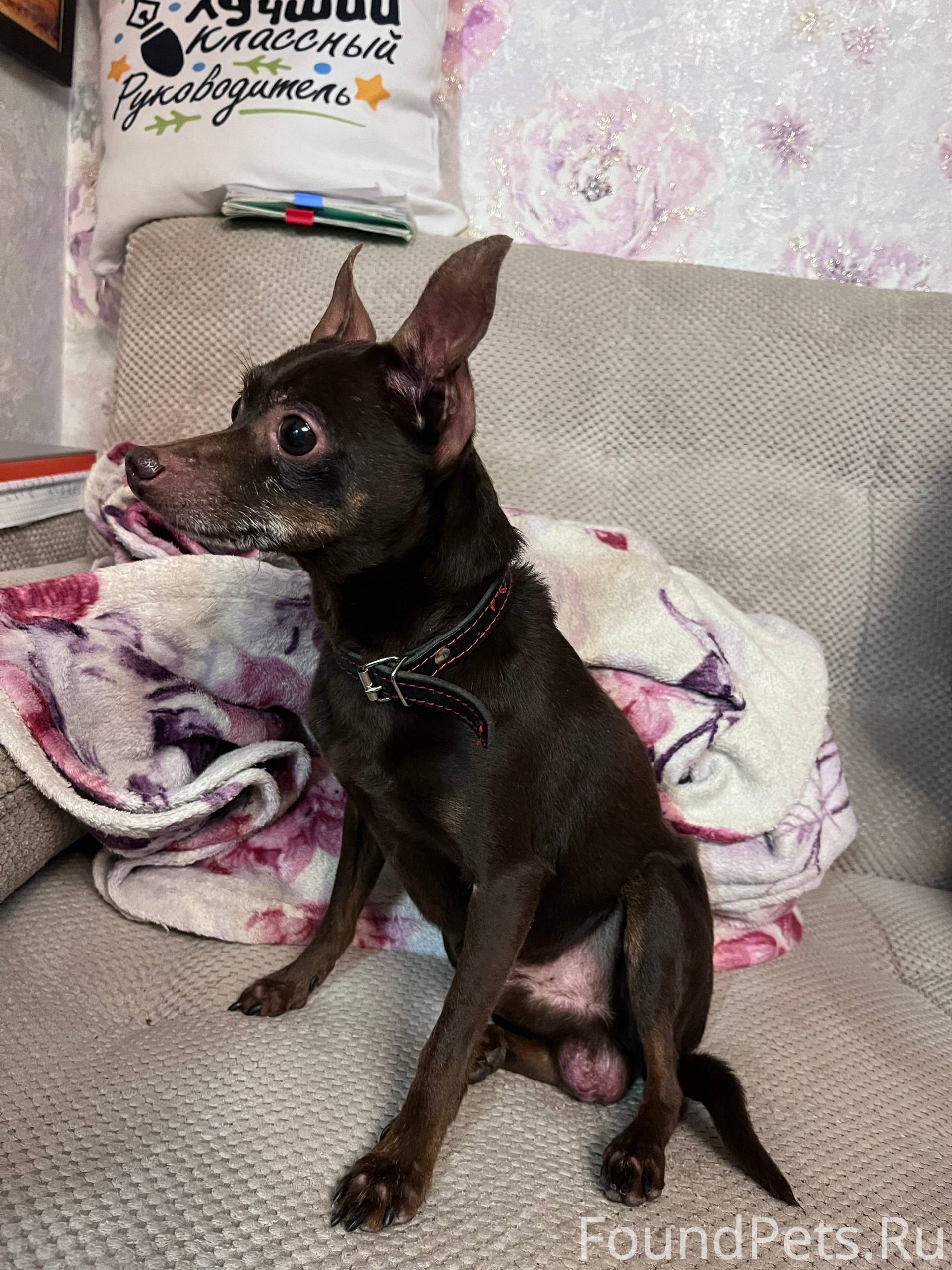 НАЙДЕНА СОБАКА!!! ===-===-===-...