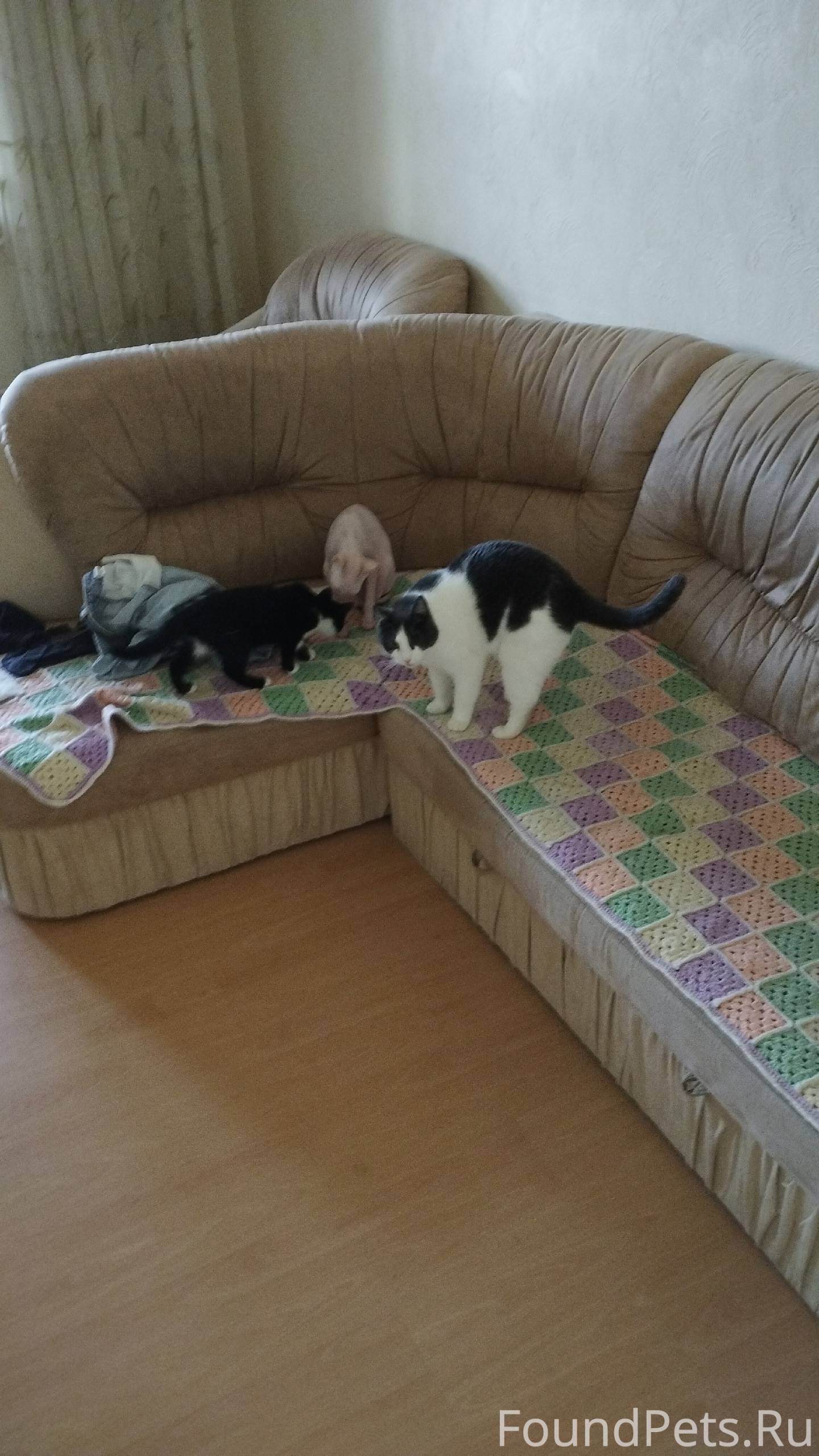 Пропал кот ( чёрно-белый) в 20...