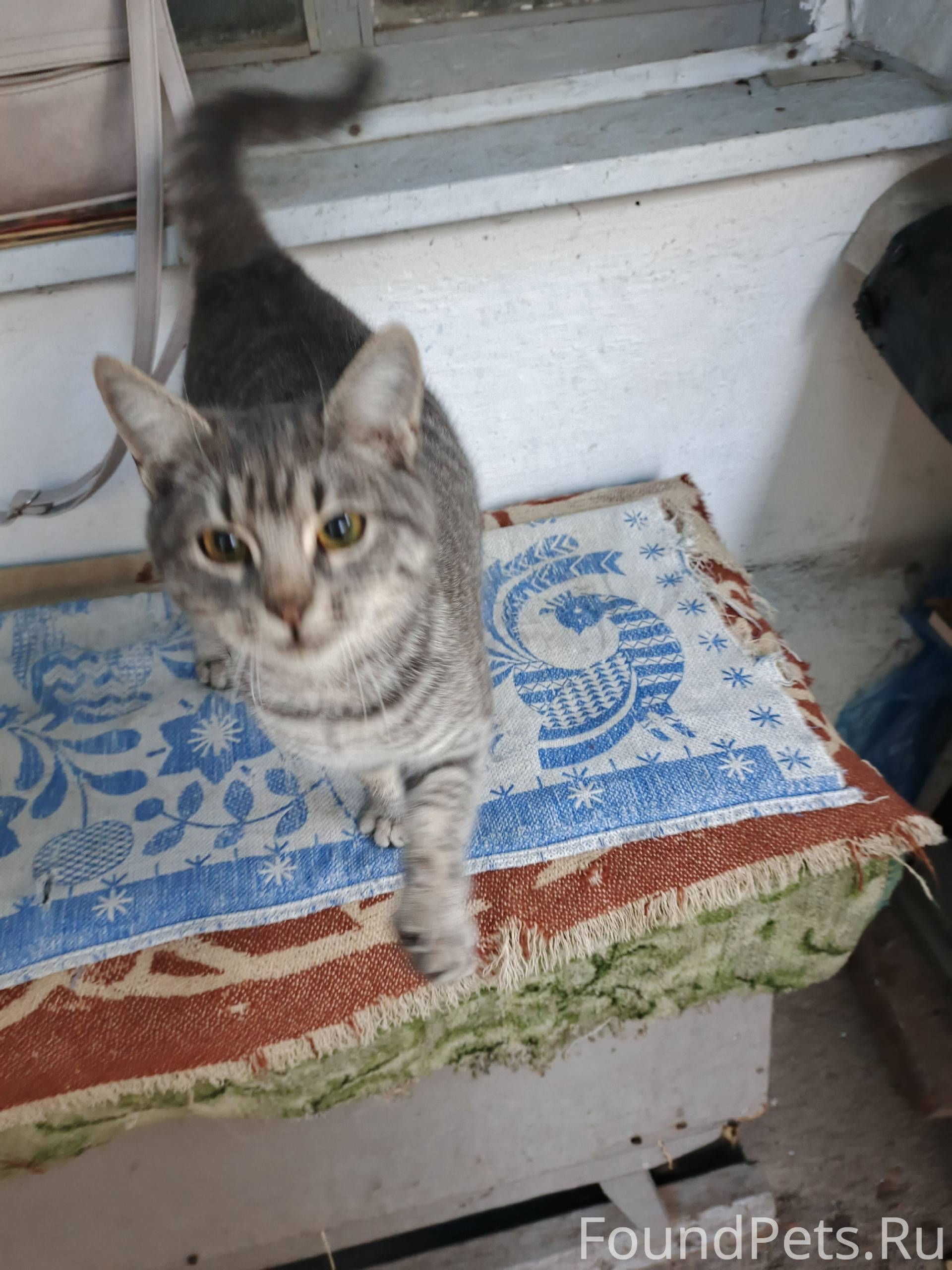 Серый котенок 4 месяца в ошейн...