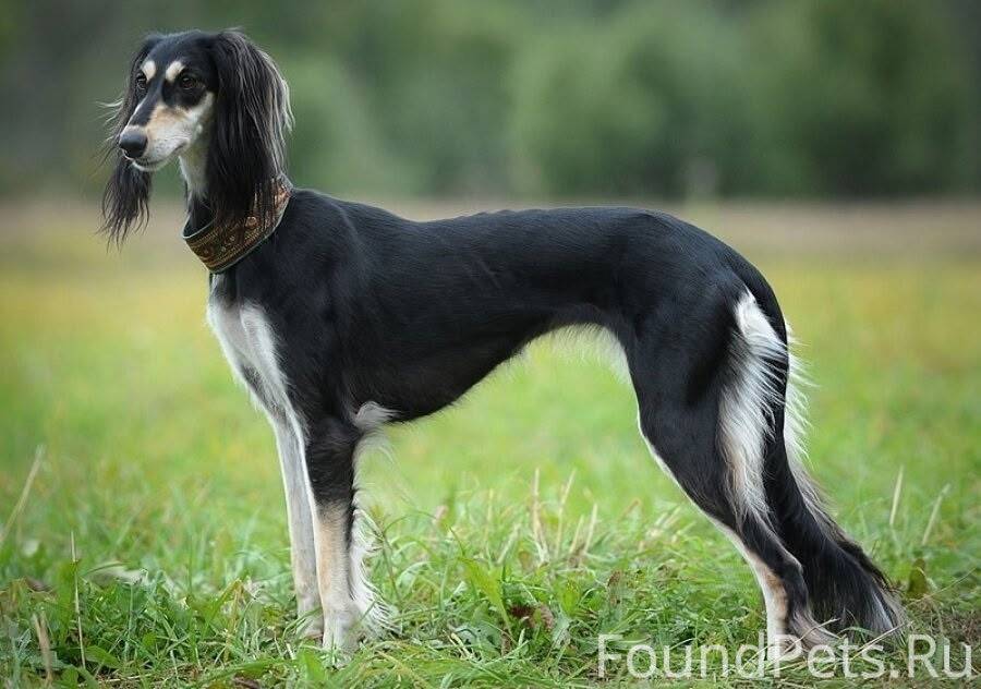 ⚠️Внимание! Пропала собака!! 5...