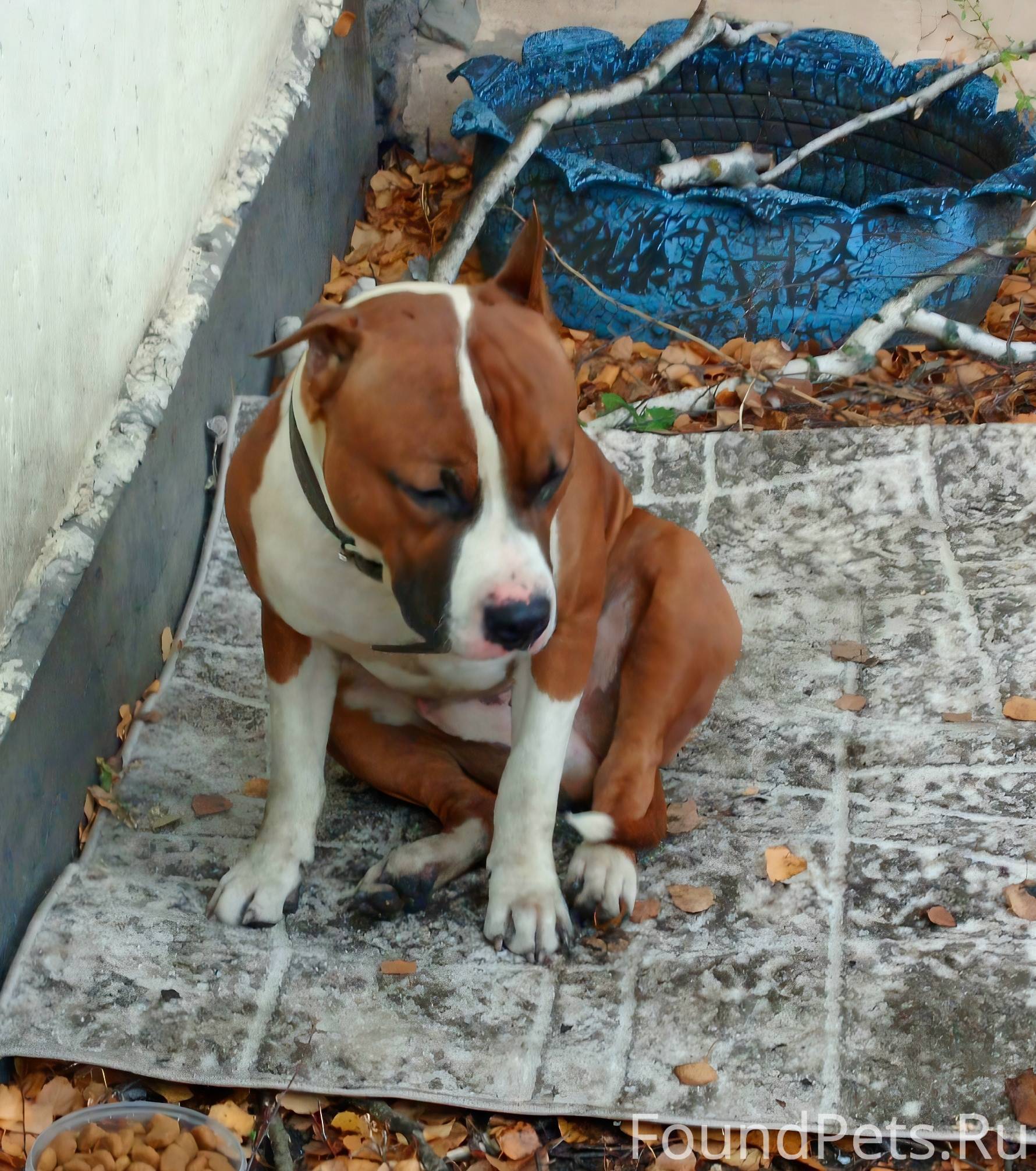 Найдена собака!!! Амстафф, мал...