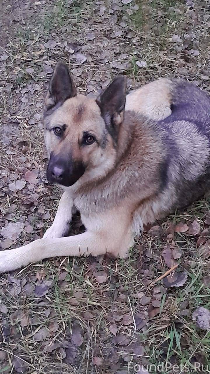 Московская область Шатура, Рош...