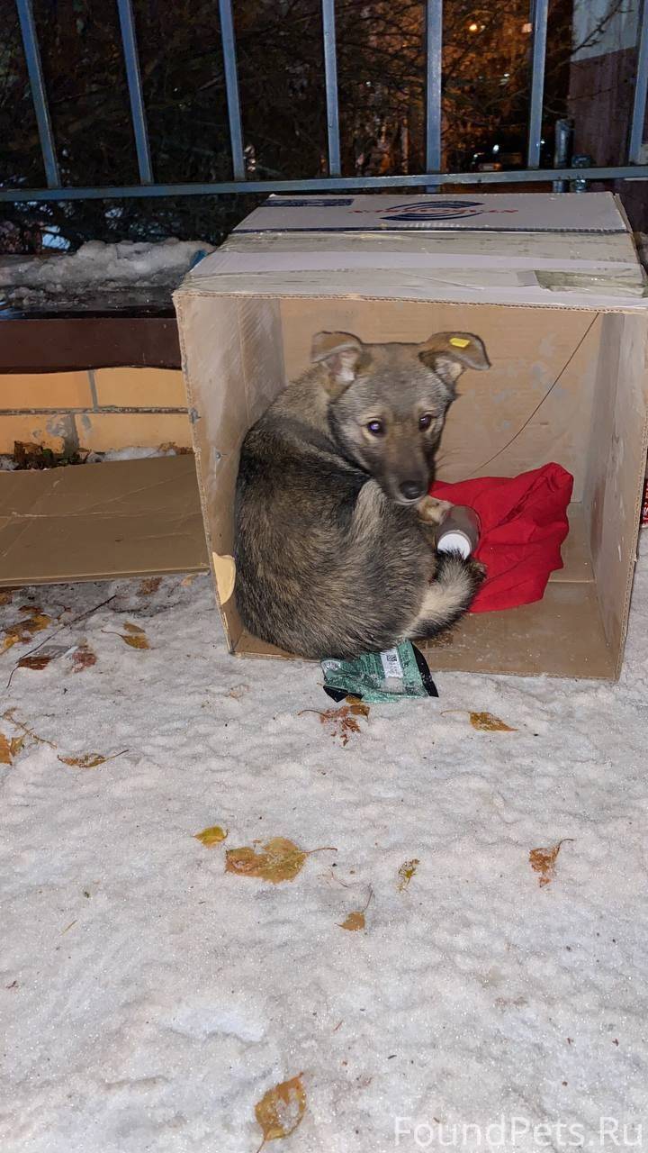 Всем доброго дня! Найден щенок...