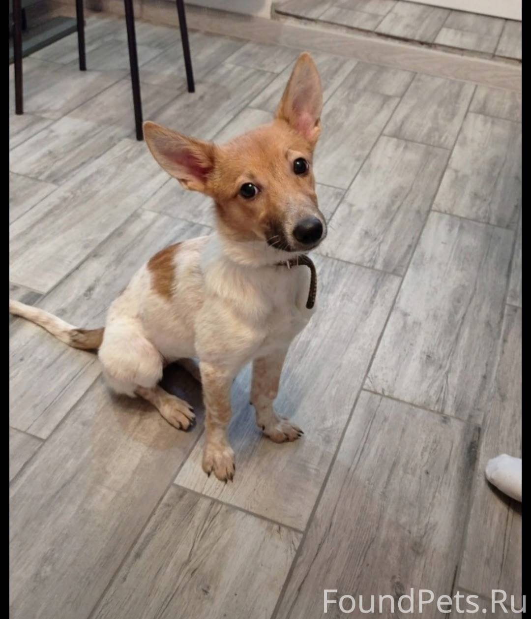 ПРОПАЛ ЩЕНОК Помогите найти ще...