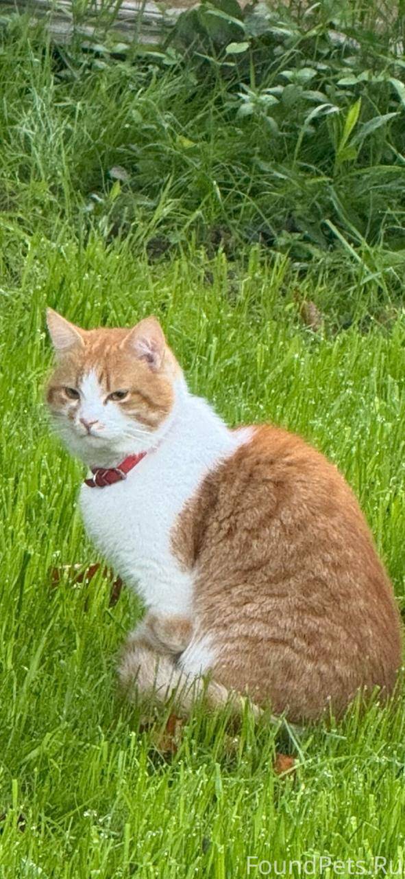 Пропал кот