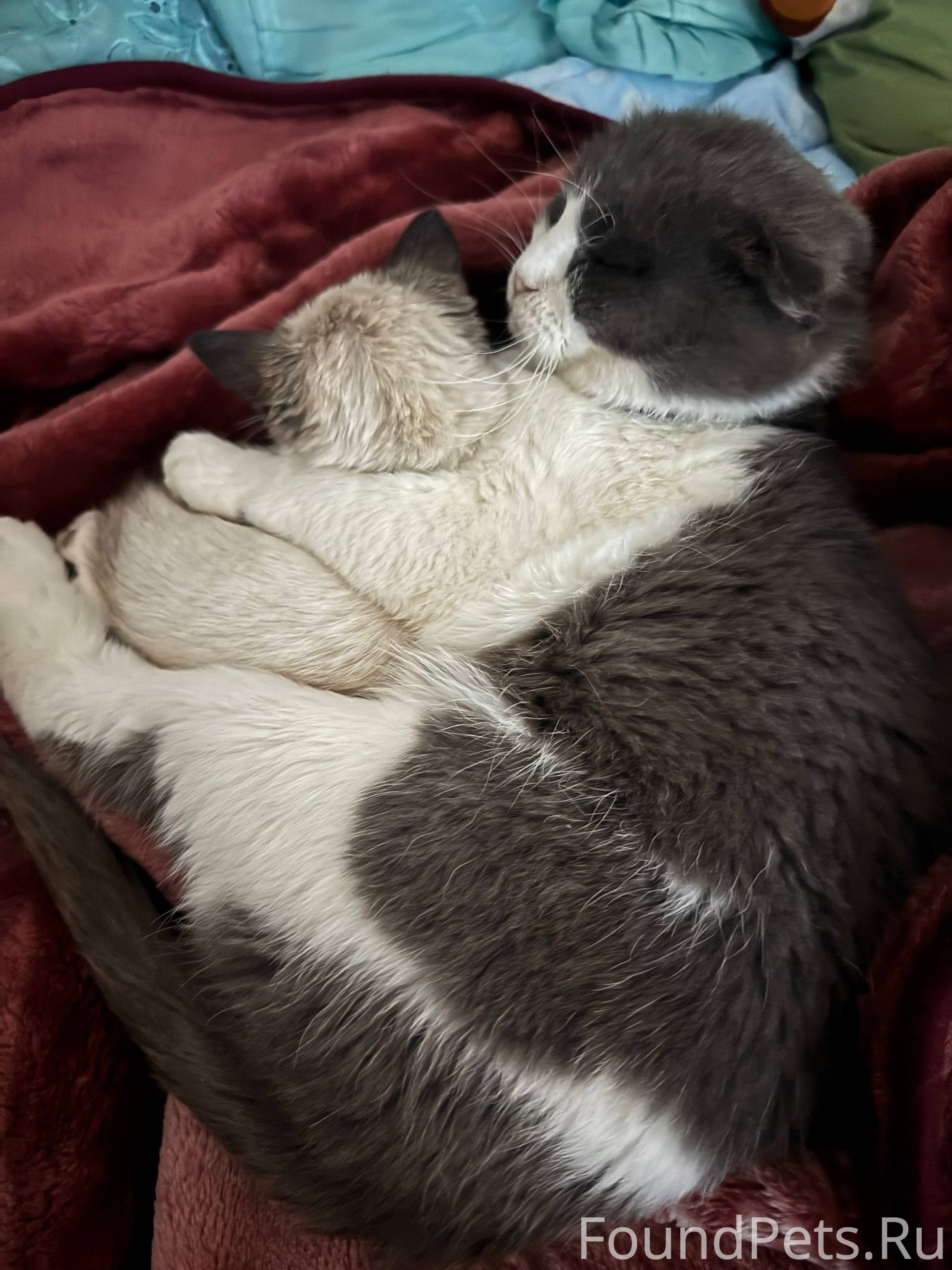 Пропал кот по кличке Мурзик Пр...