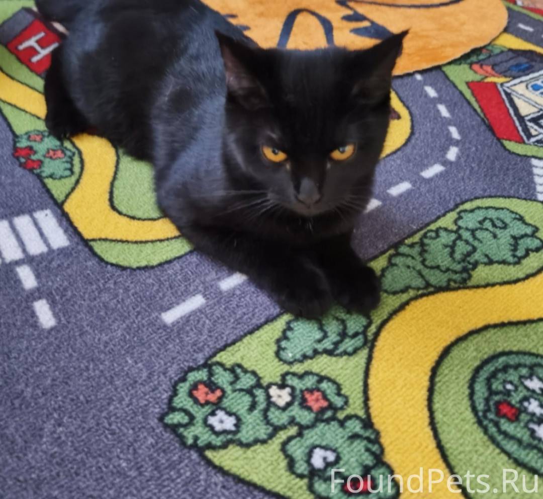 Пропала кошка Багира по адресу...