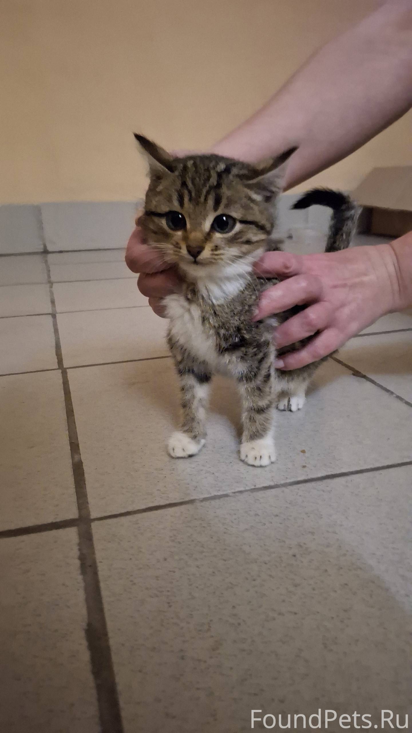 Найдено трое котят.Чистые и зд...