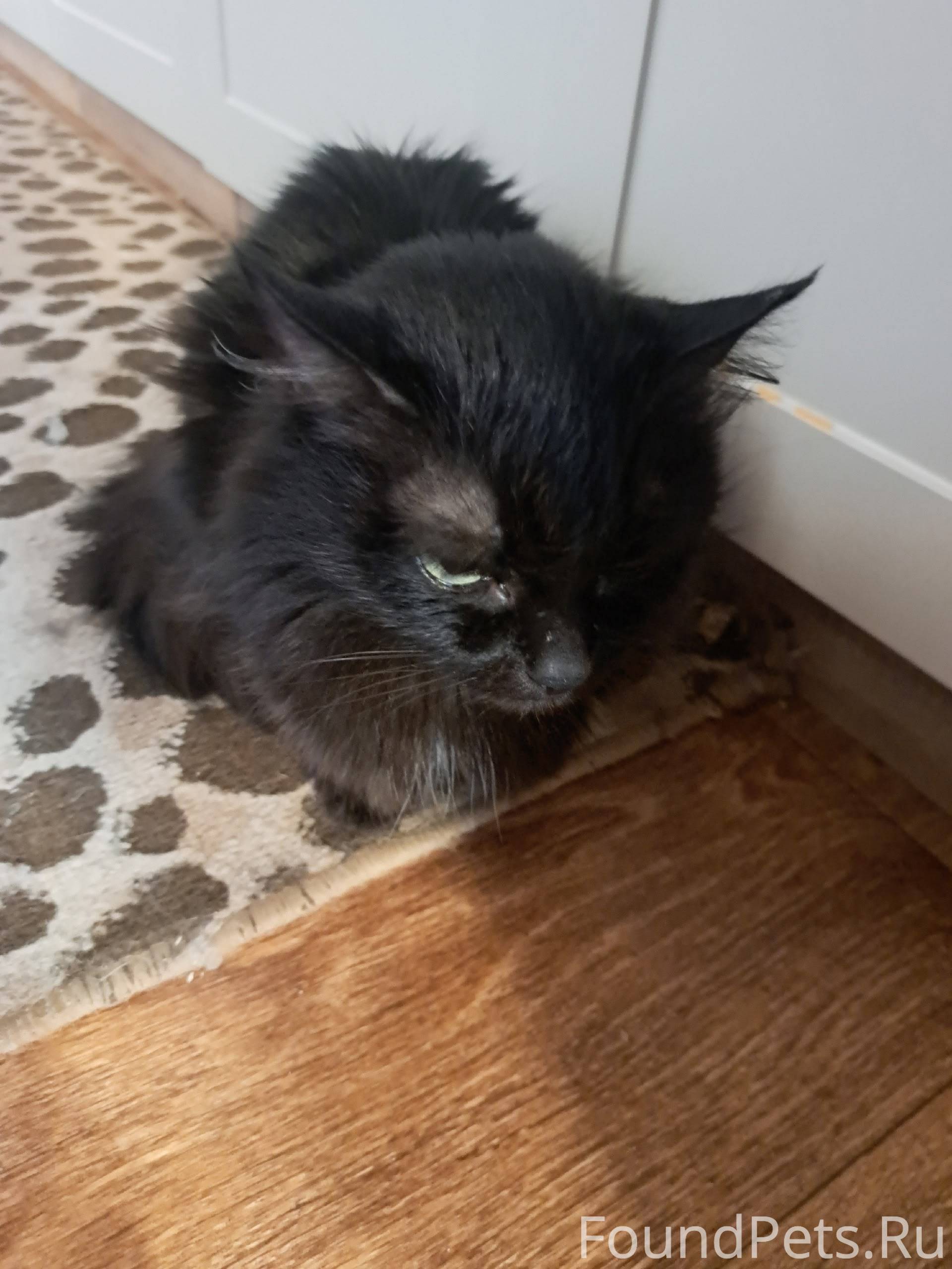 Найдена кошка, себе оставить н...