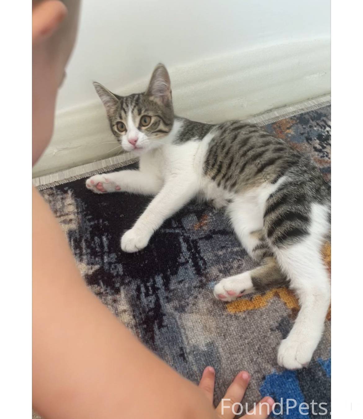 Пропала кошечка ( котенок ) 6 ...