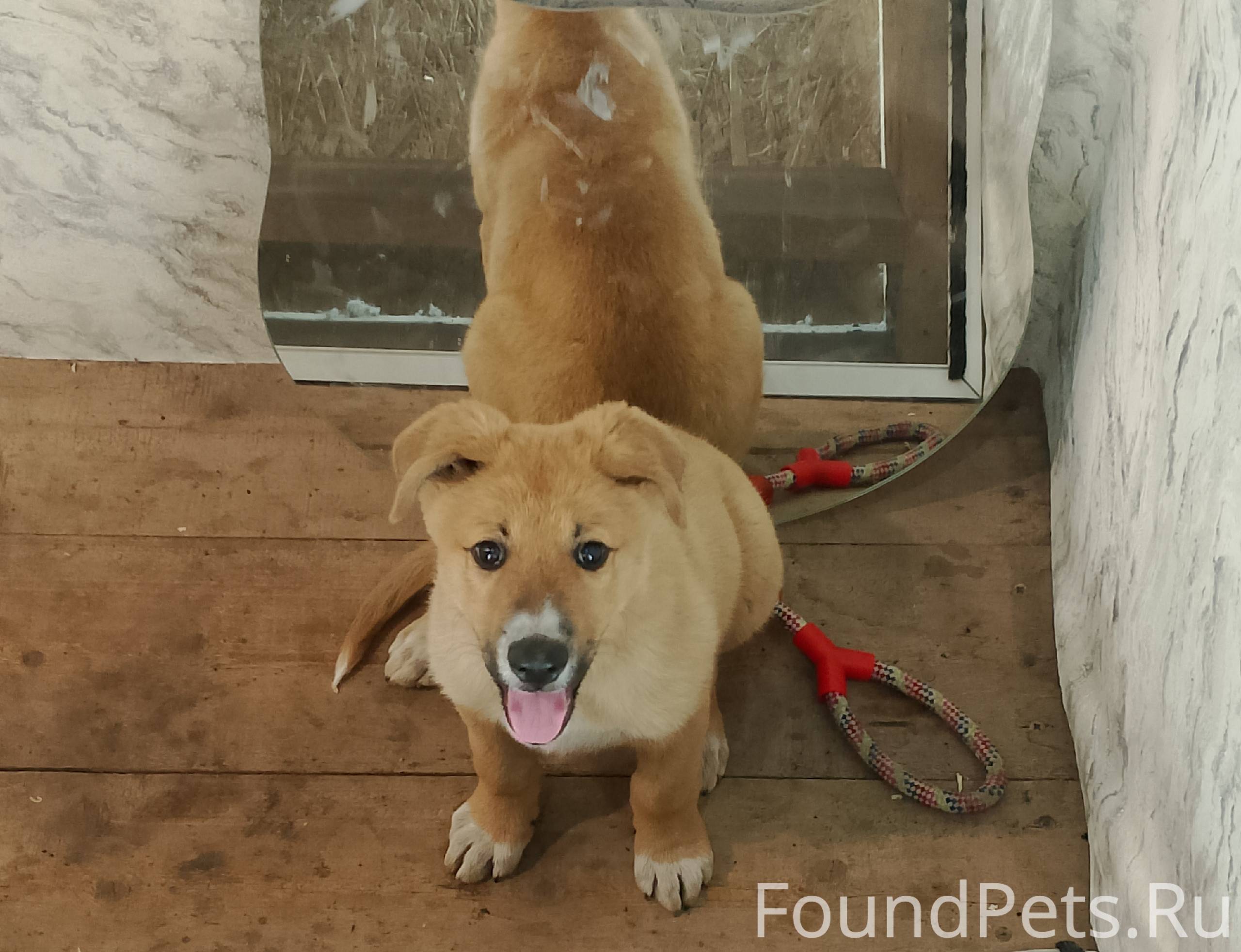 ПРОПАЛ ПЁС Собаке 3 месяца, по...