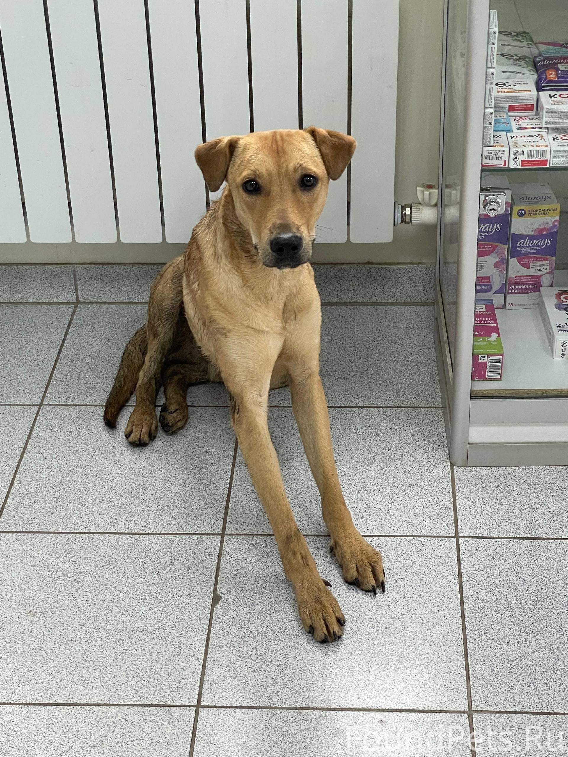 В Липицах появилась молодая со...